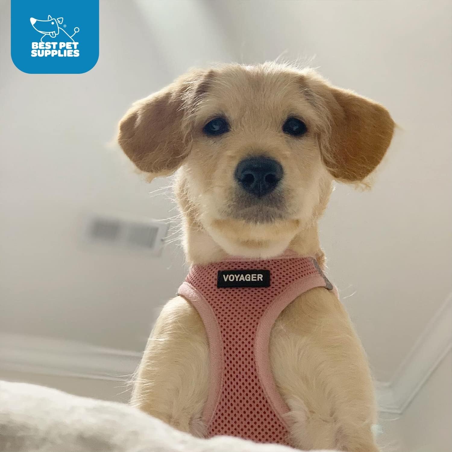 image:imageBest Pet Supplies Voyager Stepin Air Harness All Weather Mesh Reflective No Pull Harness for Dogs Cats Secure with Hook amp Loop Fastener Buckle Double DRings Fuchsia SHarness Pink