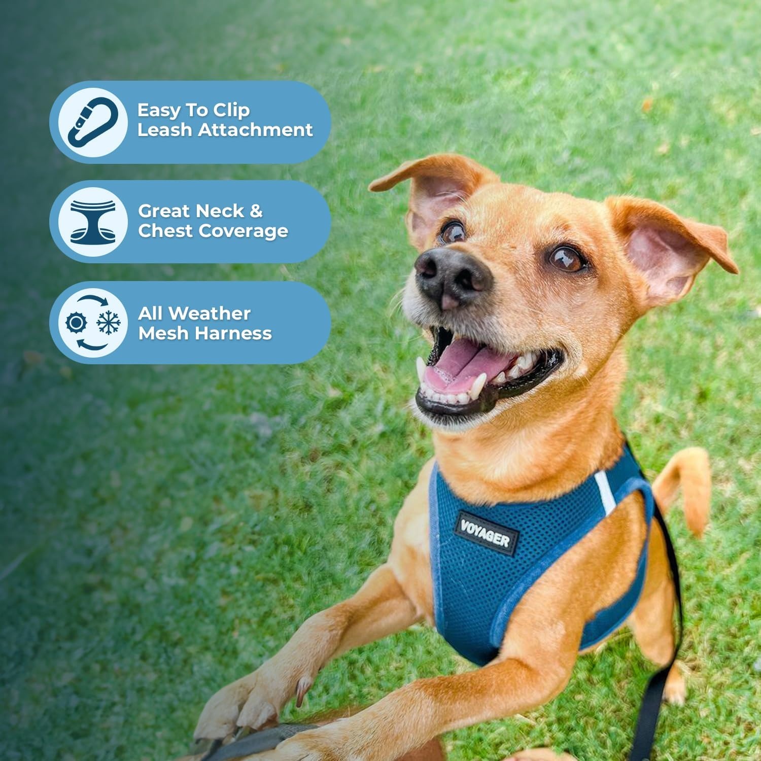 image:imageBest Pet Supplies Voyager Stepin Air Harness All Weather Mesh Reflective No Pull Harness for Dogs Cats Secure with Hook amp Loop Fastener Buckle Double DRings Fuchsia SHarness Turquoise