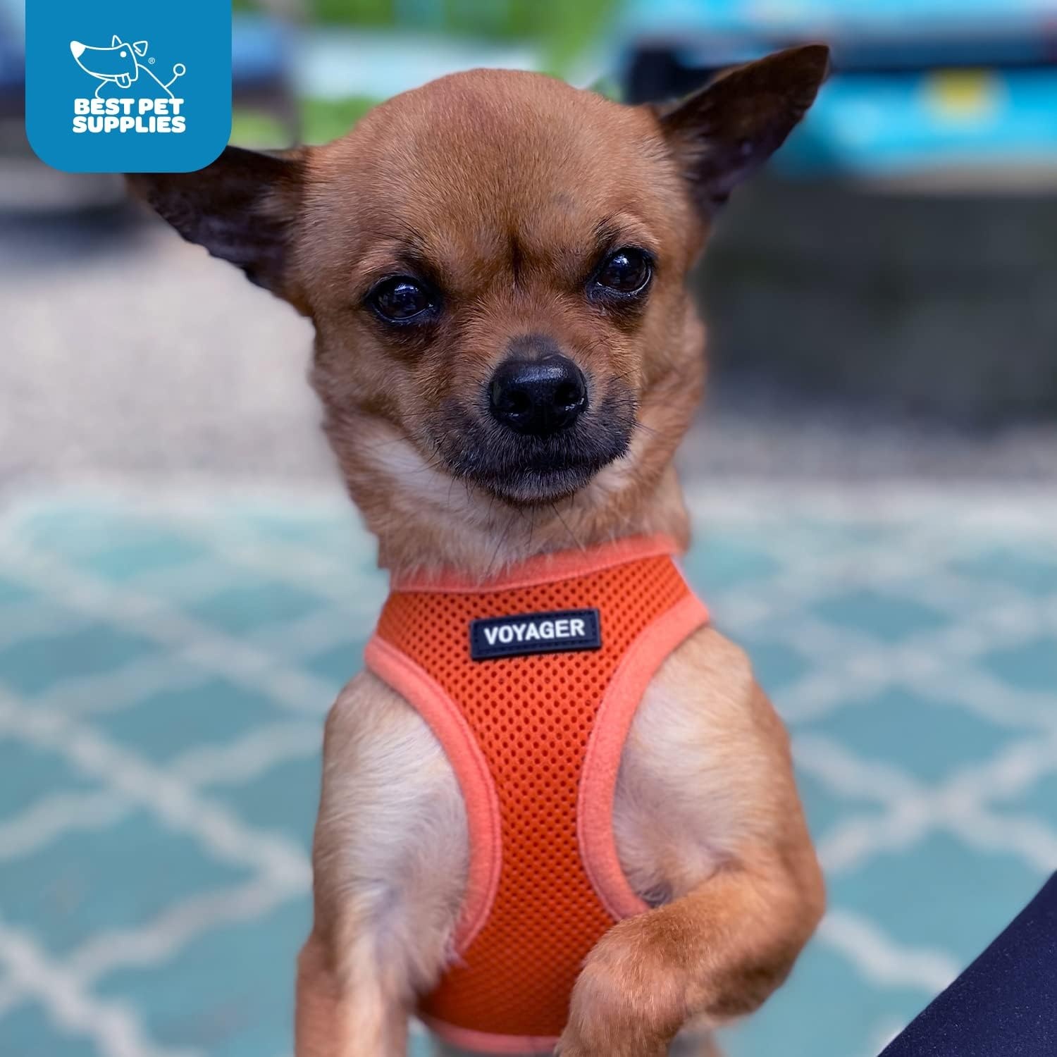 image:imageBest Pet Supplies Voyager Stepin Air Harness All Weather Mesh Reflective No Pull Harness for Dogs Cats Secure with Hook amp Loop Fastener Buckle Double DRings Fuchsia SHarness Orange