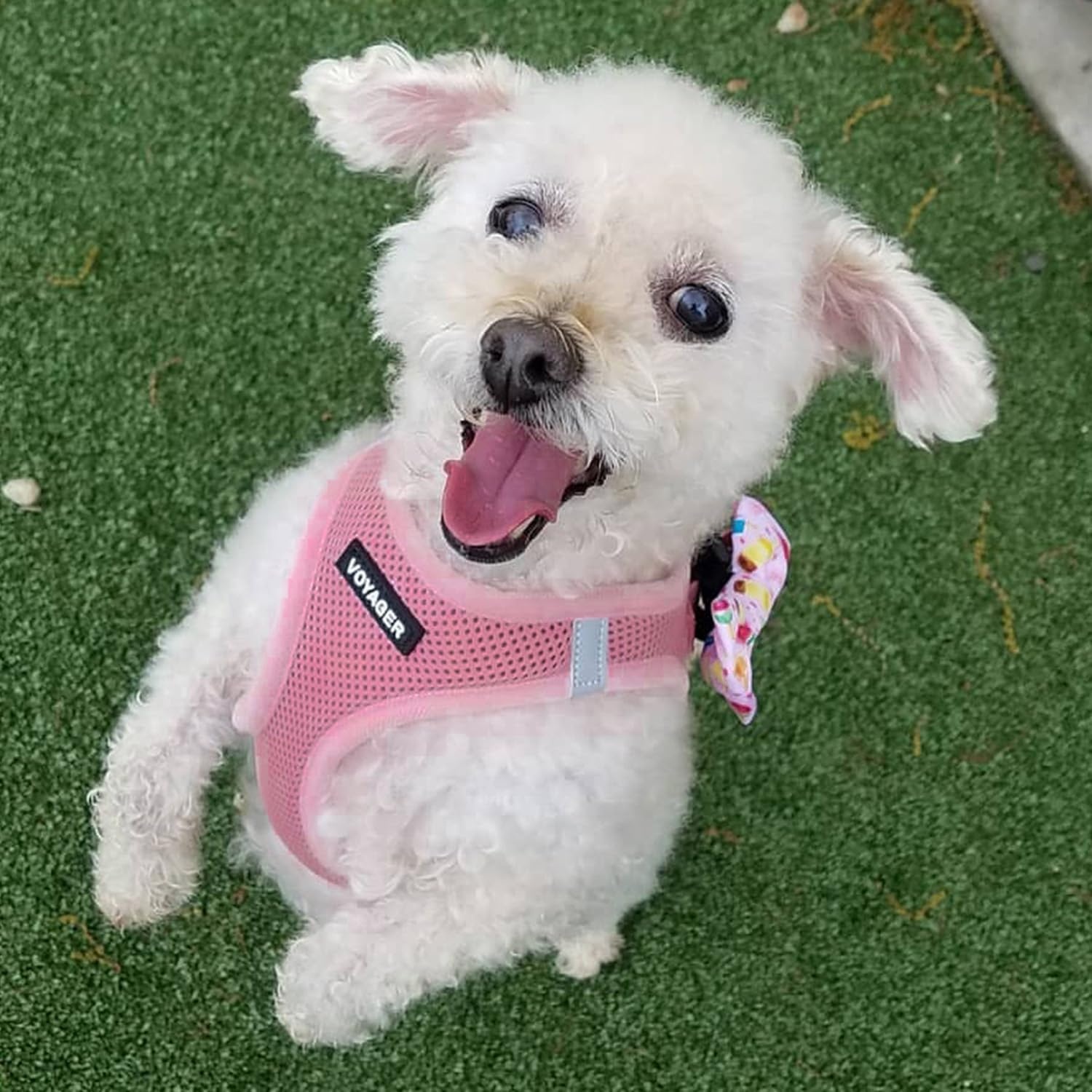 image:imageBest Pet Supplies Voyager Stepin Air Harness All Weather Mesh Reflective No Pull Harness for Dogs Cats Secure with Hook amp Loop Fastener Buckle Double DRings Fuchsia SHarness Pink