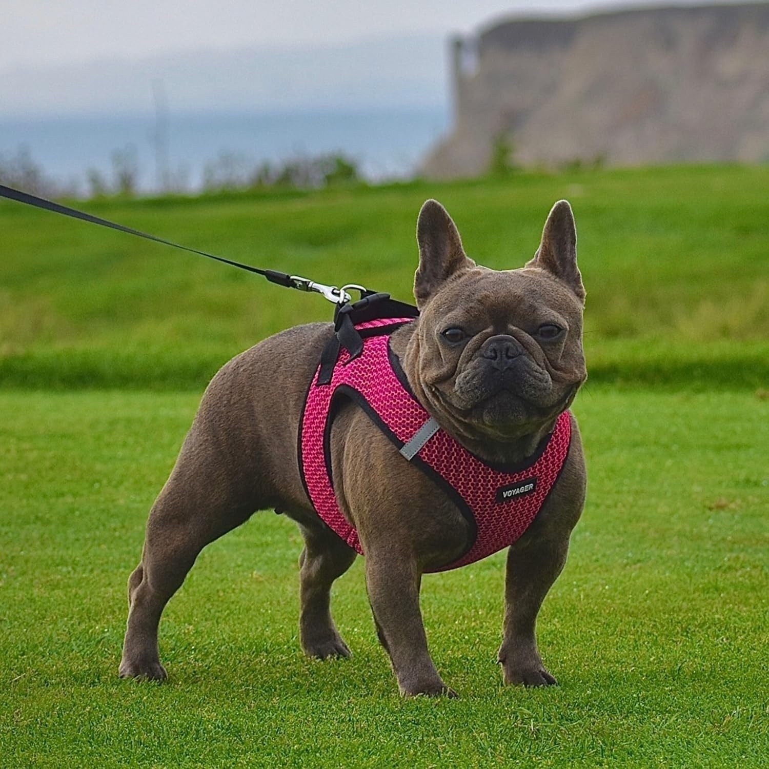 image:imageBest Pet Supplies Voyager Stepin Air Harness All Weather Mesh Reflective No Pull Harness for Dogs Cats Secure with Hook amp Loop Fastener Buckle Double DRings Fuchsia SHarness Fuchsia 2Tone