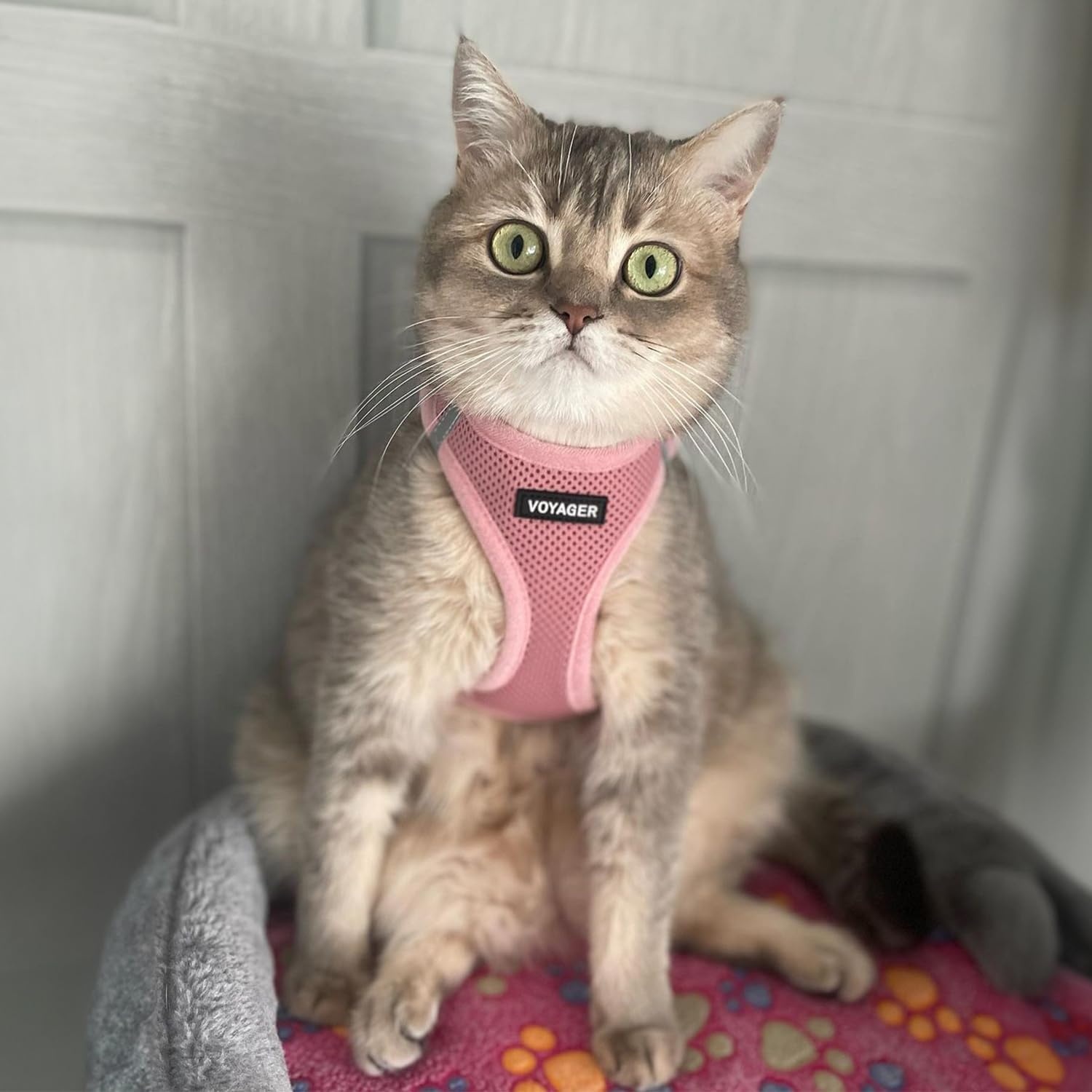 image:imageBest Pet Supplies Voyager Stepin Air Harness All Weather Mesh Reflective No Pull Harness for Dogs Cats Secure with Hook amp Loop Fastener Buckle Double DRings Fuchsia SHarness Pink