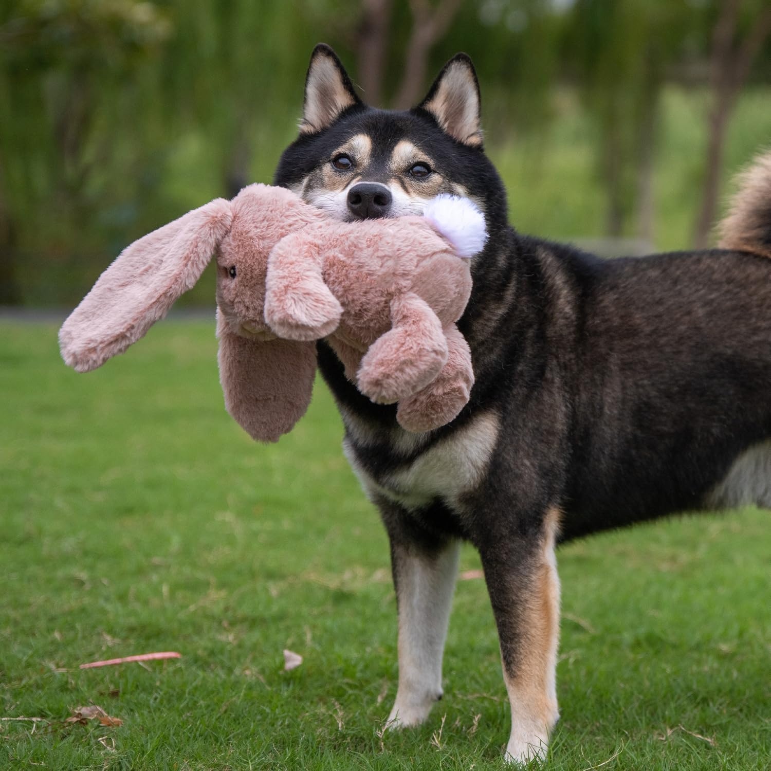 image:imageBest Pet Supplies Interactive Squeaky Dog Chew Toy Ideal Dog Toys for Chewers Small Medium amp Large Dogs and Fetch Lovers Crinkle Duck Blue LargeBunny Mauve