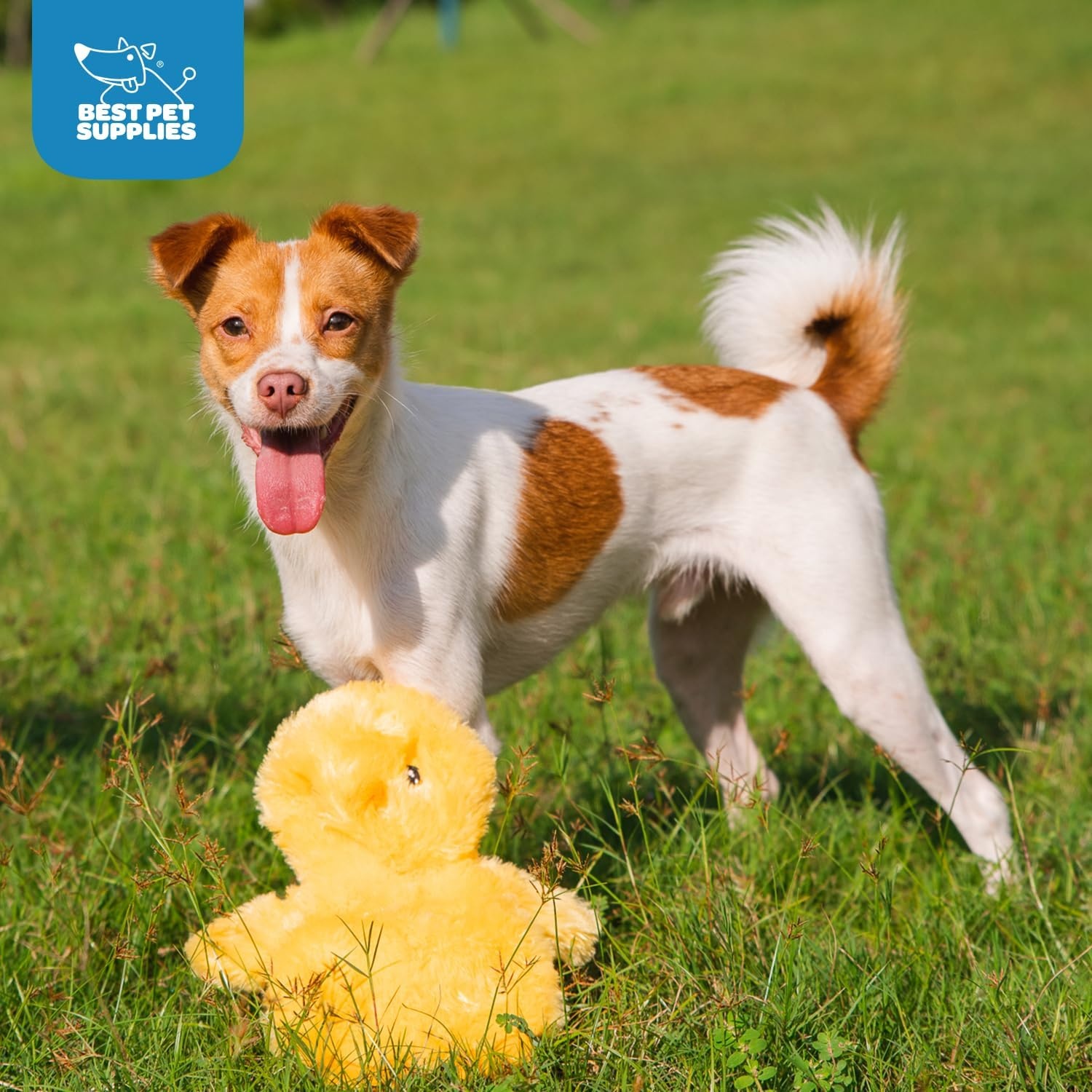 image:imageBest Pet Supplies Interactive Squeaky Dog Chew Toy Ideal Dog Toys for Chewers Small Medium amp Large Dogs and Fetch Lovers Crinkle Duck Blue LargeCrinkle Chicken Yellow