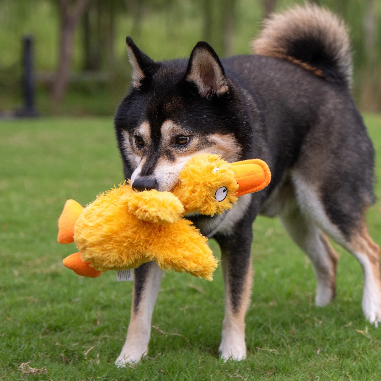 image:imageBest Pet Supplies Interactive Squeaky Dog Chew Toy Ideal Dog Toys for Chewers Small Medium amp Large Dogs and Fetch Lovers Crinkle Duck Blue LargeDucky Doodle Yellow