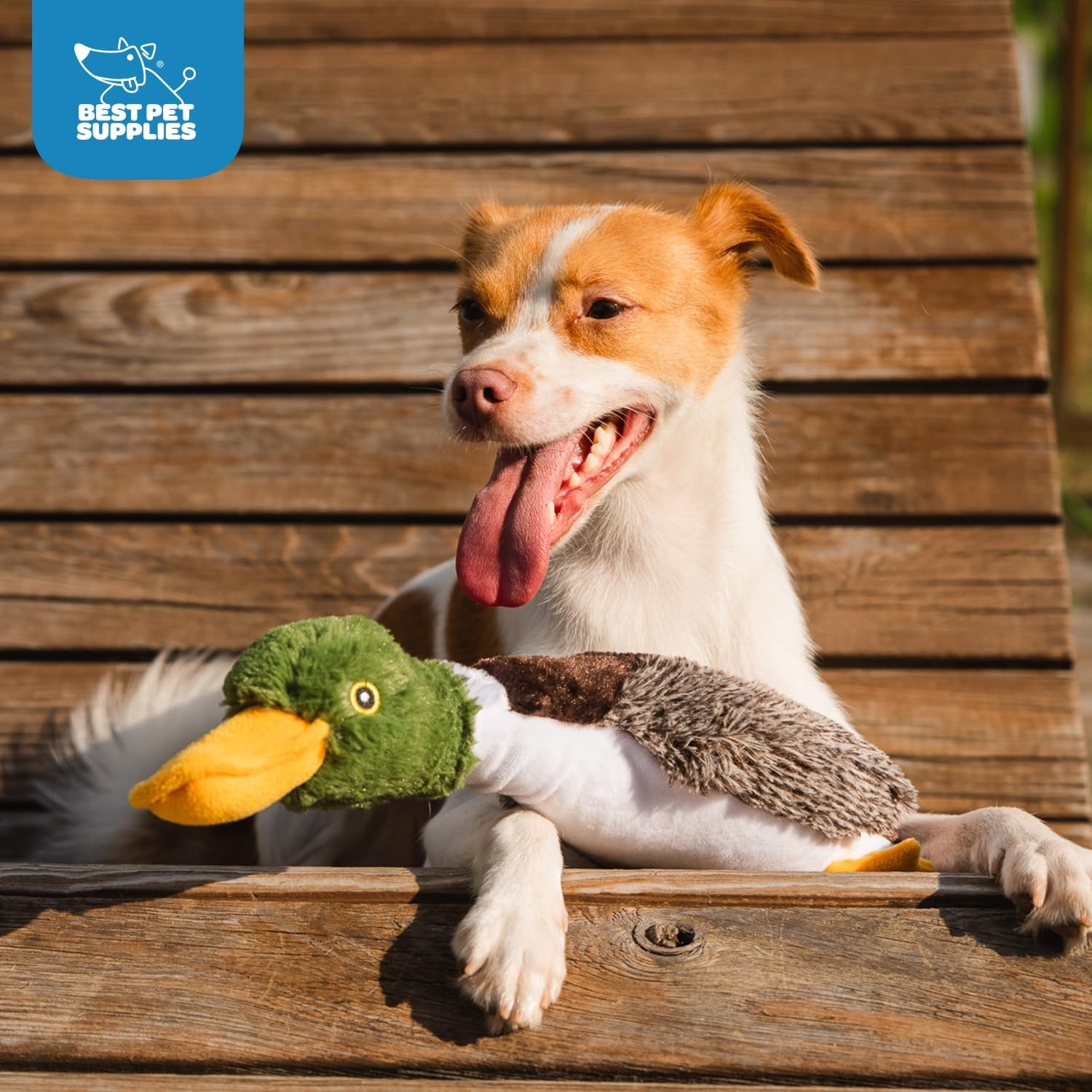 image:imageBest Pet Supplies Interactive Squeaky Dog Chew Toy Ideal Dog Toys for Chewers Small Medium amp Large Dogs and Fetch Lovers Crinkle Duck Blue LargeDuck Mystery Box