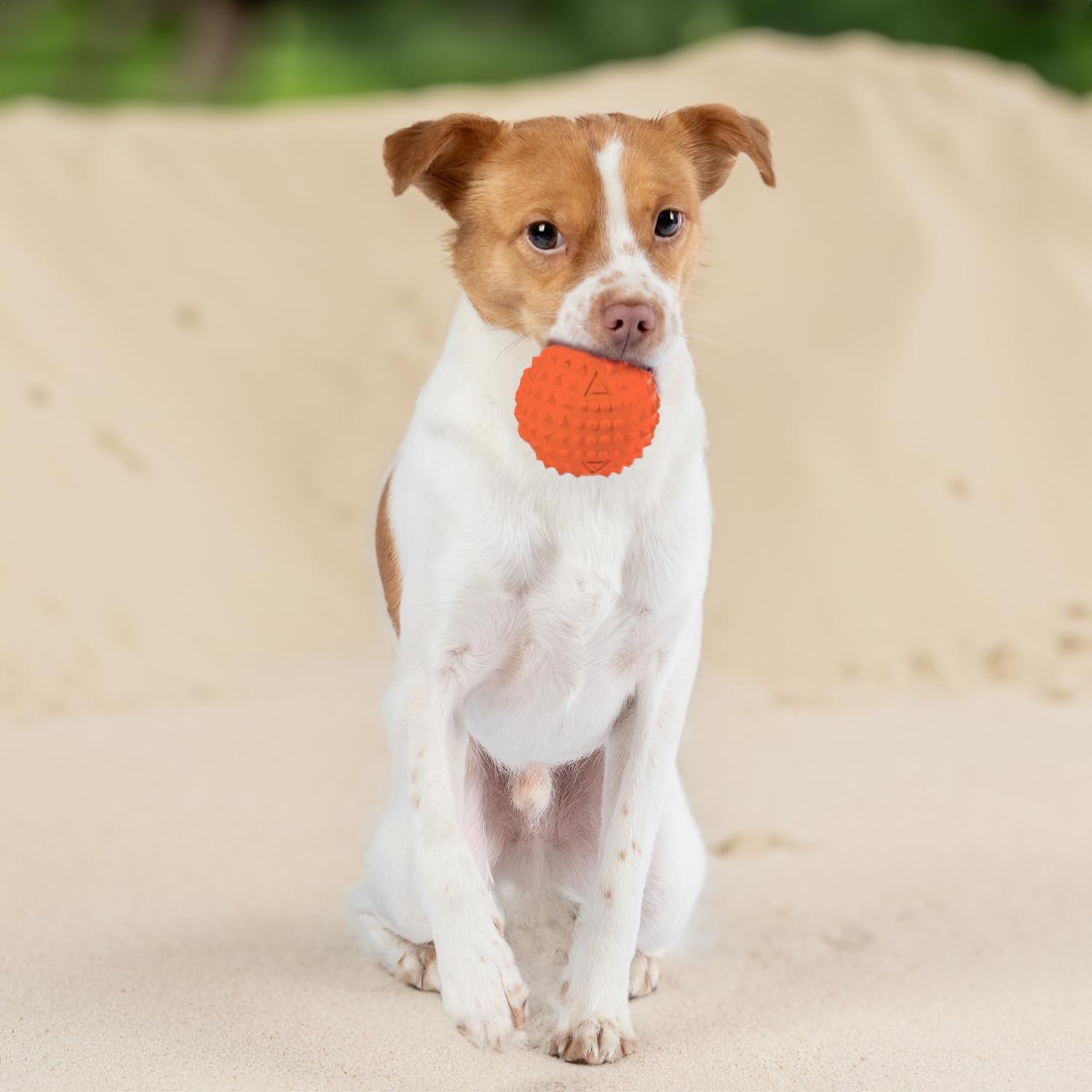 image:imageBest Pet Supplies Interactive Squeaky Dog Chew Toy Ideal Dog Toys for Chewers Small Medium amp Large Dogs and Fetch Lovers Crinkle Duck Blue LargeFuchsia Green Blue Orange