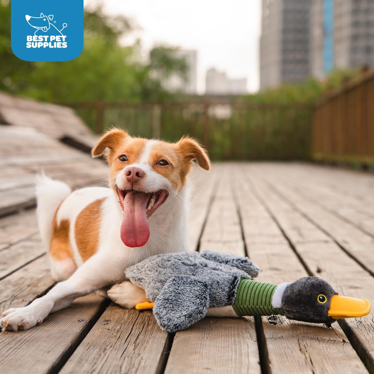 image:imageBest Pet Supplies Interactive Squeaky Dog Chew Toy Ideal Dog Toys for Chewers Small Medium amp Large Dogs and Fetch Lovers Crinkle Duck Blue LargeMallard Duck Wing Gray