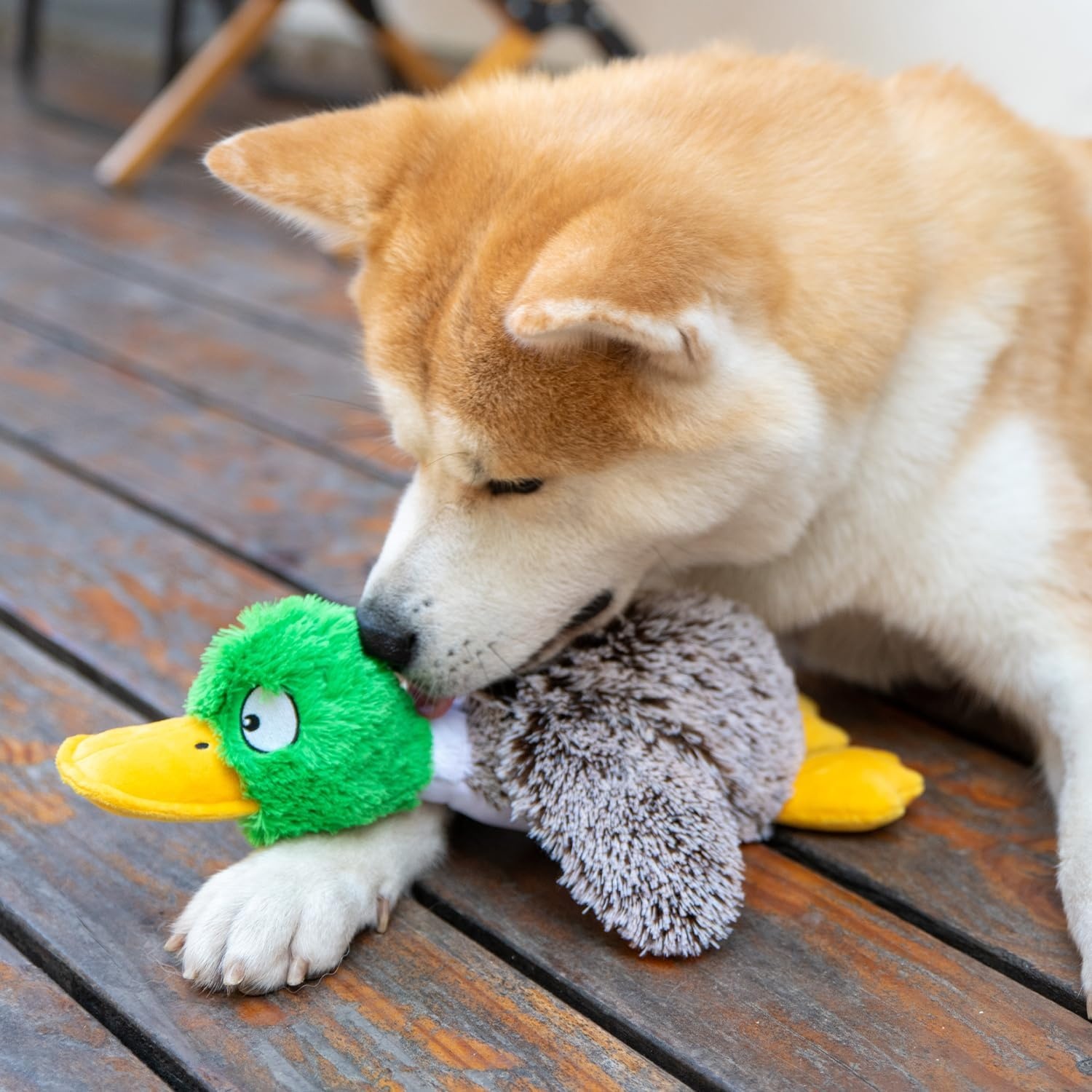 image:imageBest Pet Supplies Interactive Squeaky Dog Chew Toy Ideal Dog Toys for Chewers Small Medium amp Large Dogs and Fetch Lovers Crinkle Duck Blue LargeMallard Duck Gray