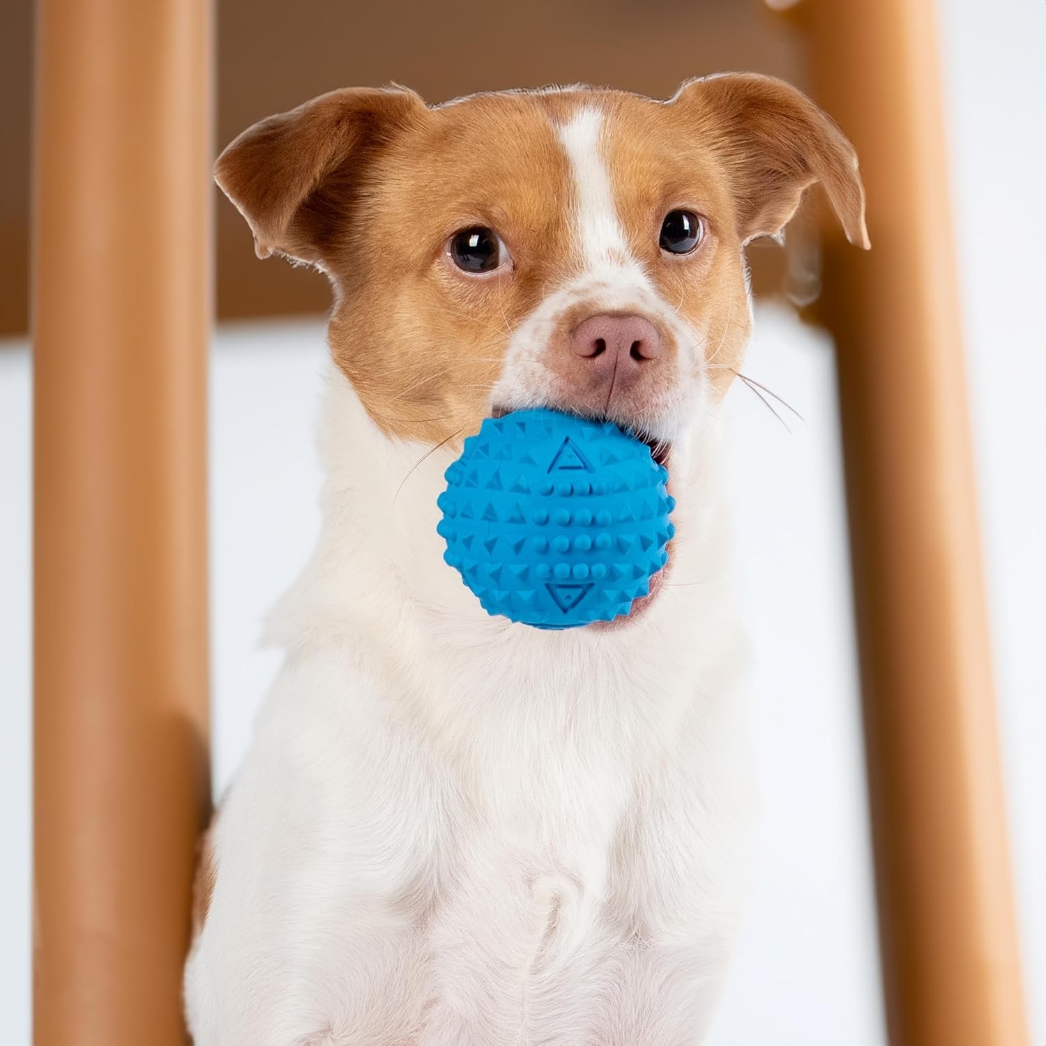 image:imageBest Pet Supplies Interactive Squeaky Dog Chew Toy Ideal Dog Toys for Chewers Small Medium amp Large Dogs and Fetch Lovers Crinkle Duck Blue LargeSpiky Ball Blue Orange