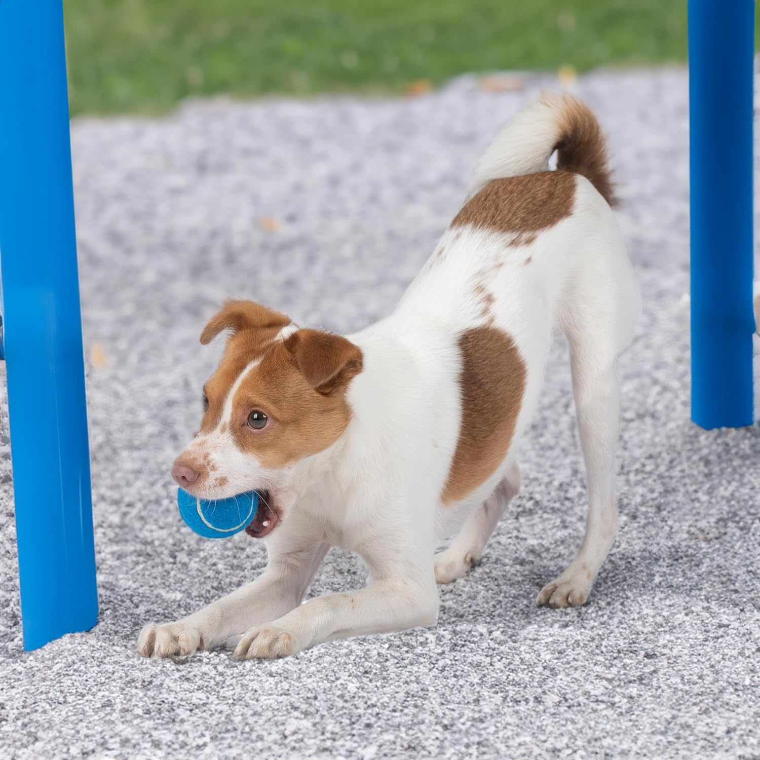 image:imageBest Pet Supplies Interactive Squeaky Dog Chew Toy Ideal Dog Toys for Chewers Small Medium amp Large Dogs and Fetch Lovers Crinkle Duck Blue LargeTennis Assorted Color