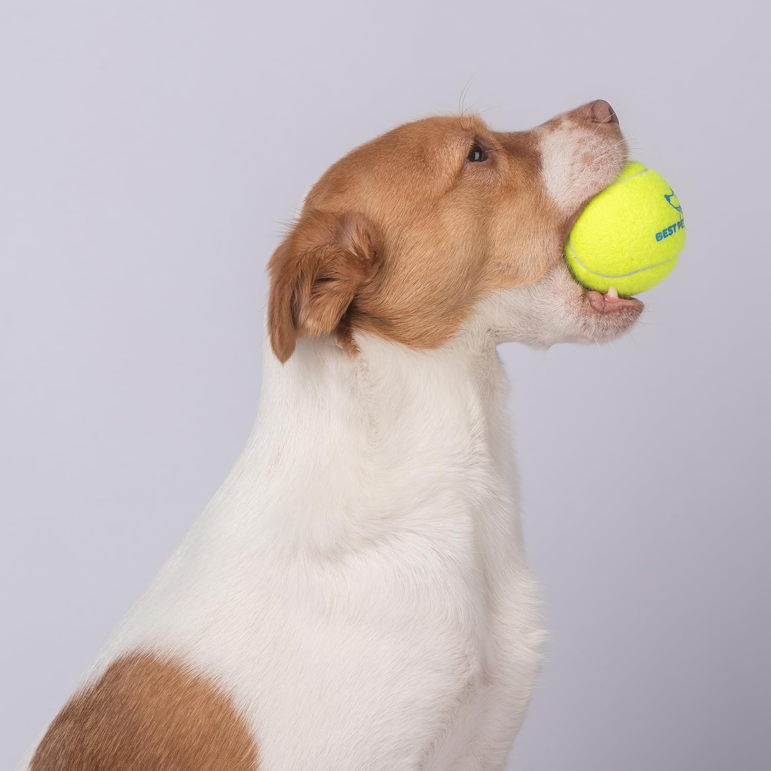 image:imageBest Pet Supplies Interactive Squeaky Dog Chew Toy Ideal Dog Toys for Chewers Small Medium amp Large Dogs and Fetch Lovers Crinkle Duck Blue LargeTennis Yellow