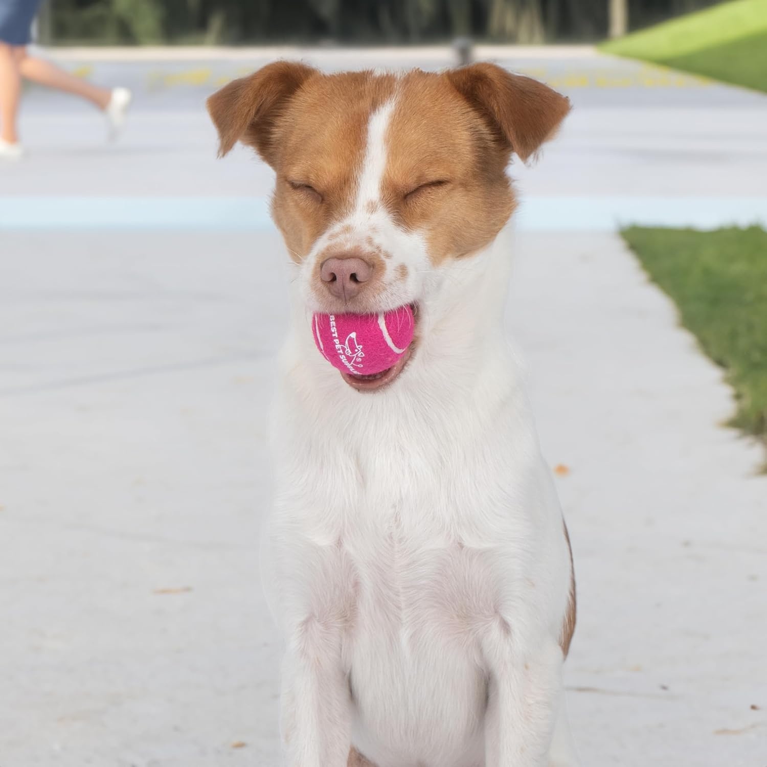 image:imageBest Pet Supplies Interactive Squeaky Dog Chew Toy Ideal Dog Toys for Chewers Small Medium amp Large Dogs and Fetch Lovers Crinkle Duck Blue LargeTennis Assorted Color