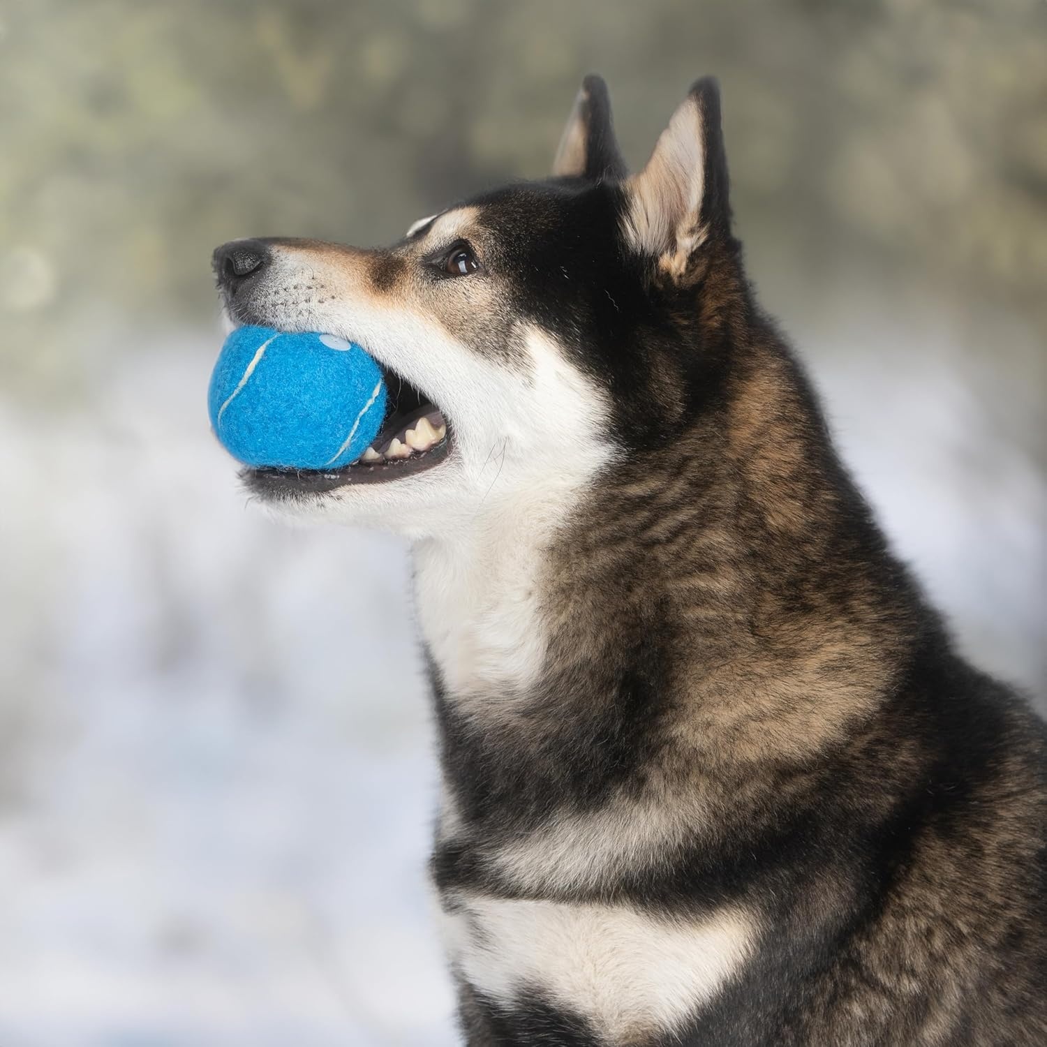 image:imageBest Pet Supplies Interactive Squeaky Dog Chew Toy Ideal Dog Toys for Chewers Small Medium amp Large Dogs and Fetch Lovers Crinkle Duck Blue LargeTennis Assorted Color