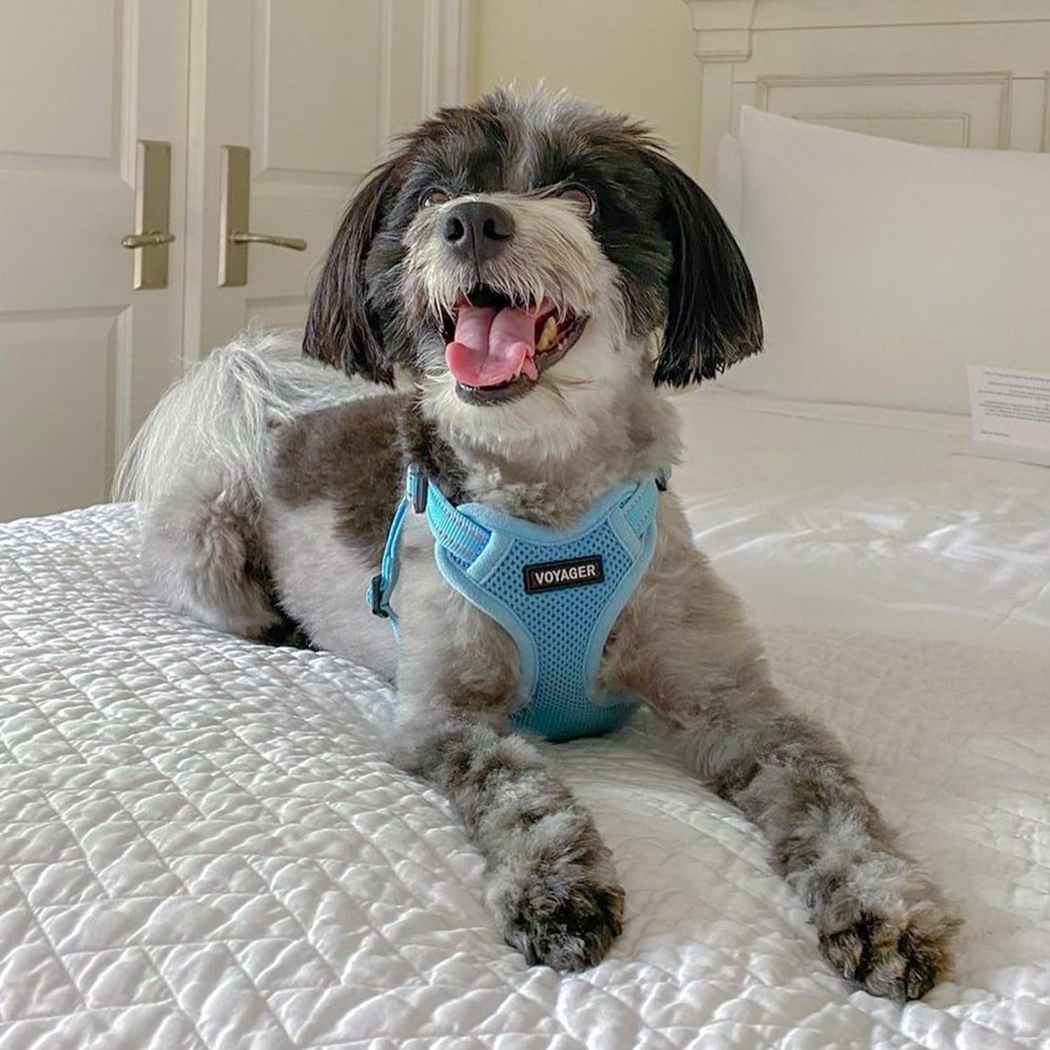 image:imageBest Pet Supplies Voyager Adjustable Stepin Flex Breathable Mesh Dog Harness for Small Medium Large Dogs Leash Set Army Base SHarness Baby Blue