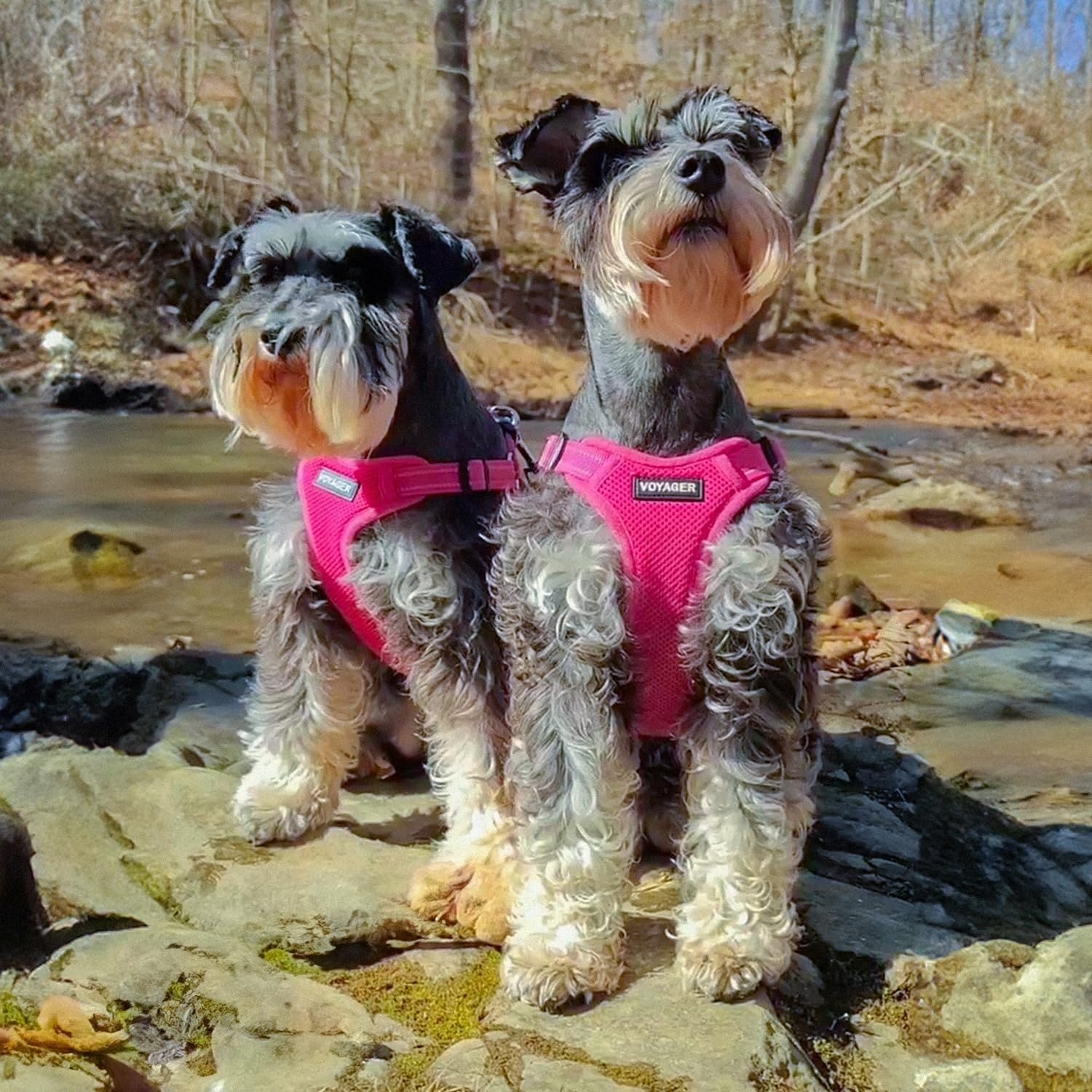 image:imageBest Pet Supplies Voyager Adjustable Stepin Flex Breathable Mesh Dog Harness for Small Medium Large Dogs Leash Set Army Base SHarness Fuchsia