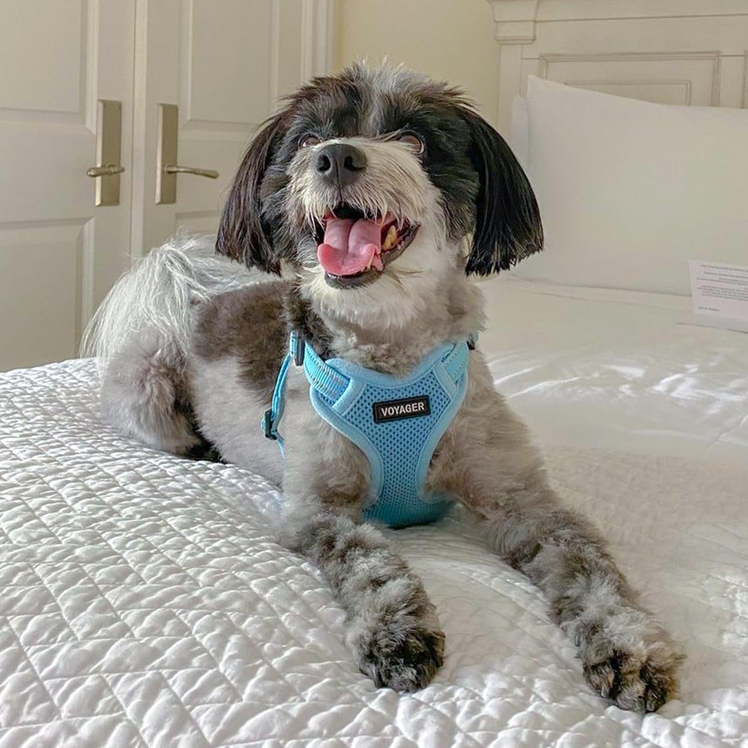 image:imageBest Pet Supplies Voyager Adjustable Stepin Flex Breathable Mesh Dog Harness for Small Medium Large Dogs Leash Set Army Base SHarness Leash Set Baby Blue