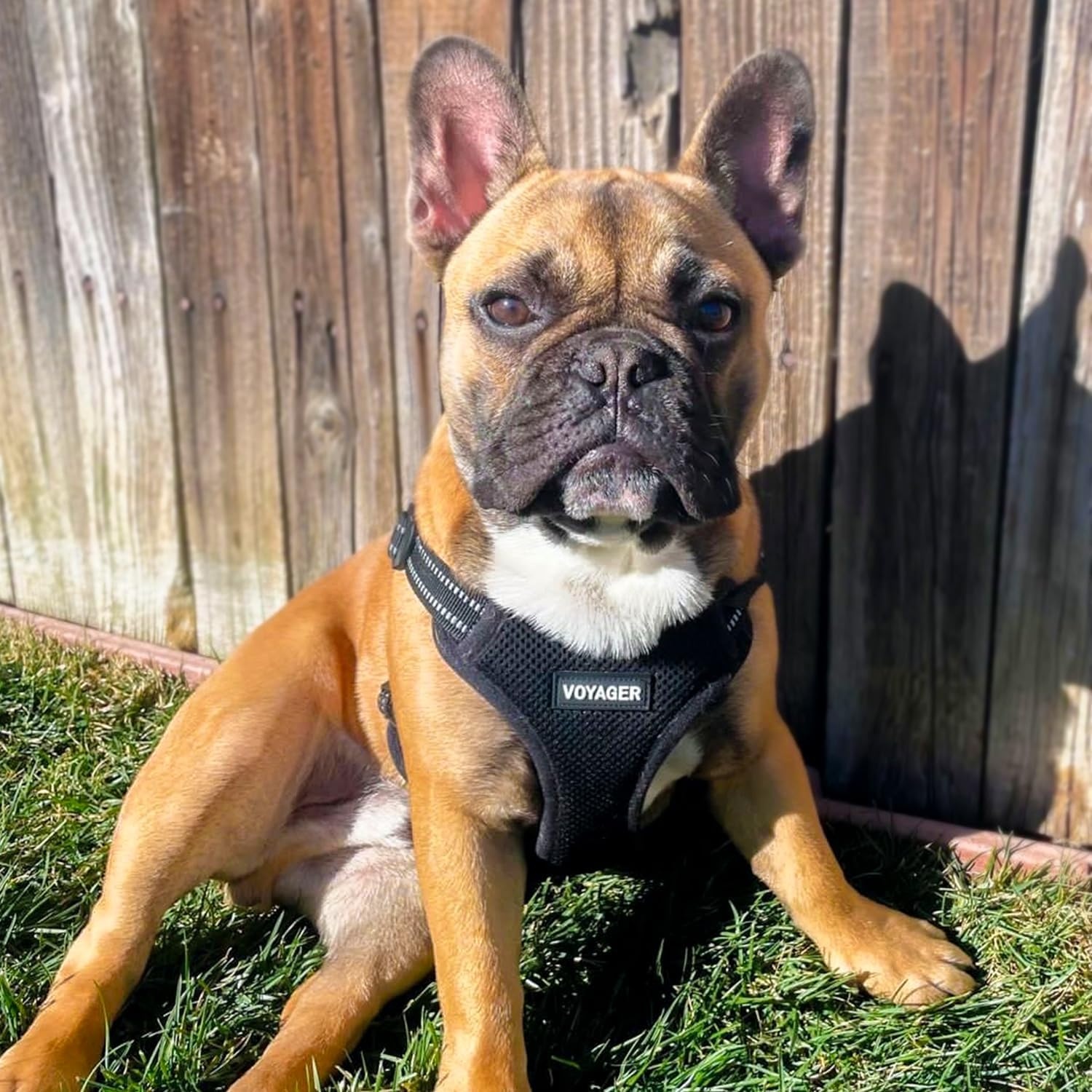 image:imageBest Pet Supplies Voyager Adjustable Stepin Flex Breathable Mesh Dog Harness for Small Medium Large Dogs Leash Set Army Base SHarness Leash Set Black