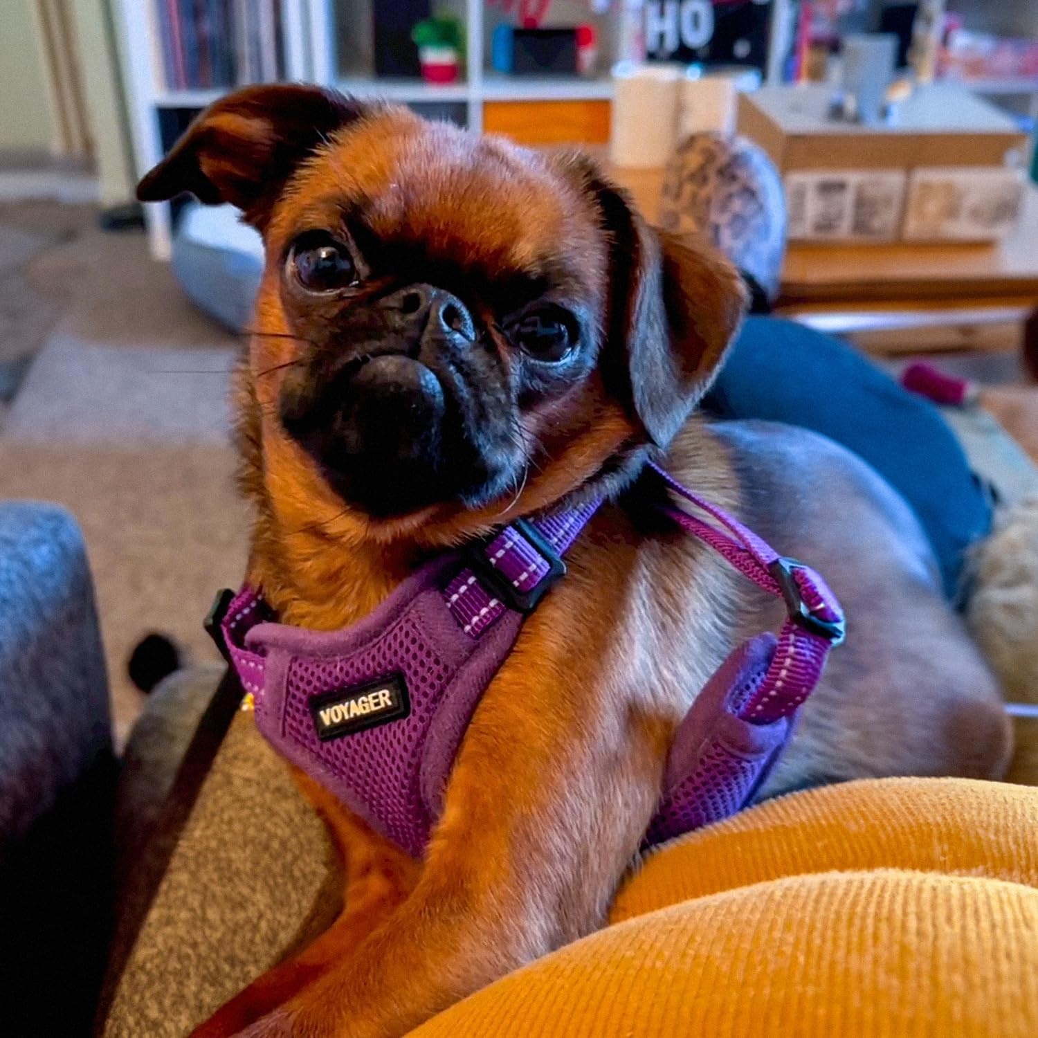 image:imageBest Pet Supplies Voyager Adjustable Stepin Flex Breathable Mesh Dog Harness for Small Medium Large Dogs Leash Set Army Base SHarness Leash Set Purple
