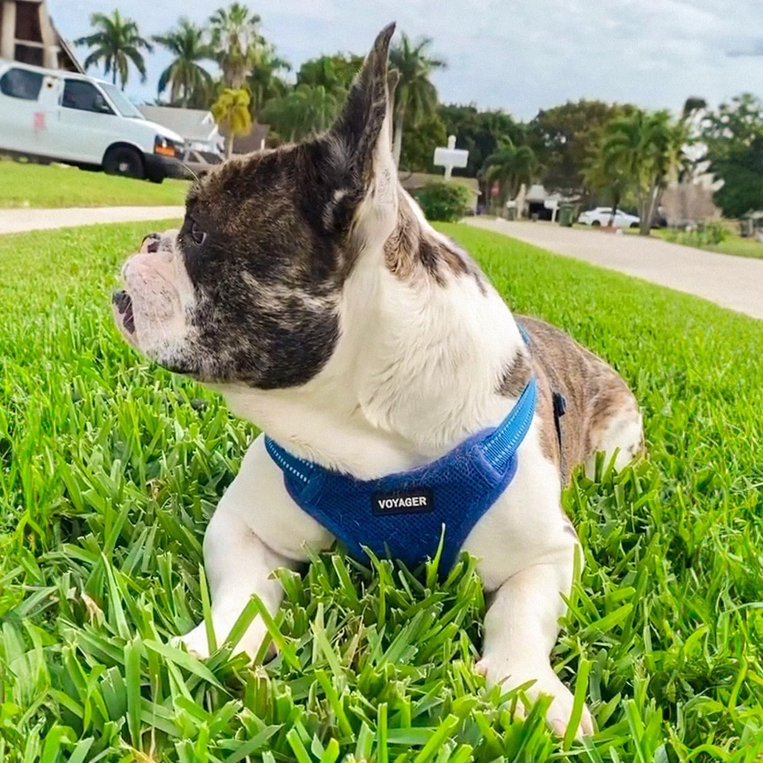 image:imageBest Pet Supplies Voyager Adjustable Stepin Flex Breathable Mesh Dog Harness for Small Medium Large Dogs Leash Set Army Base SHarness Leash Set Royal Blue