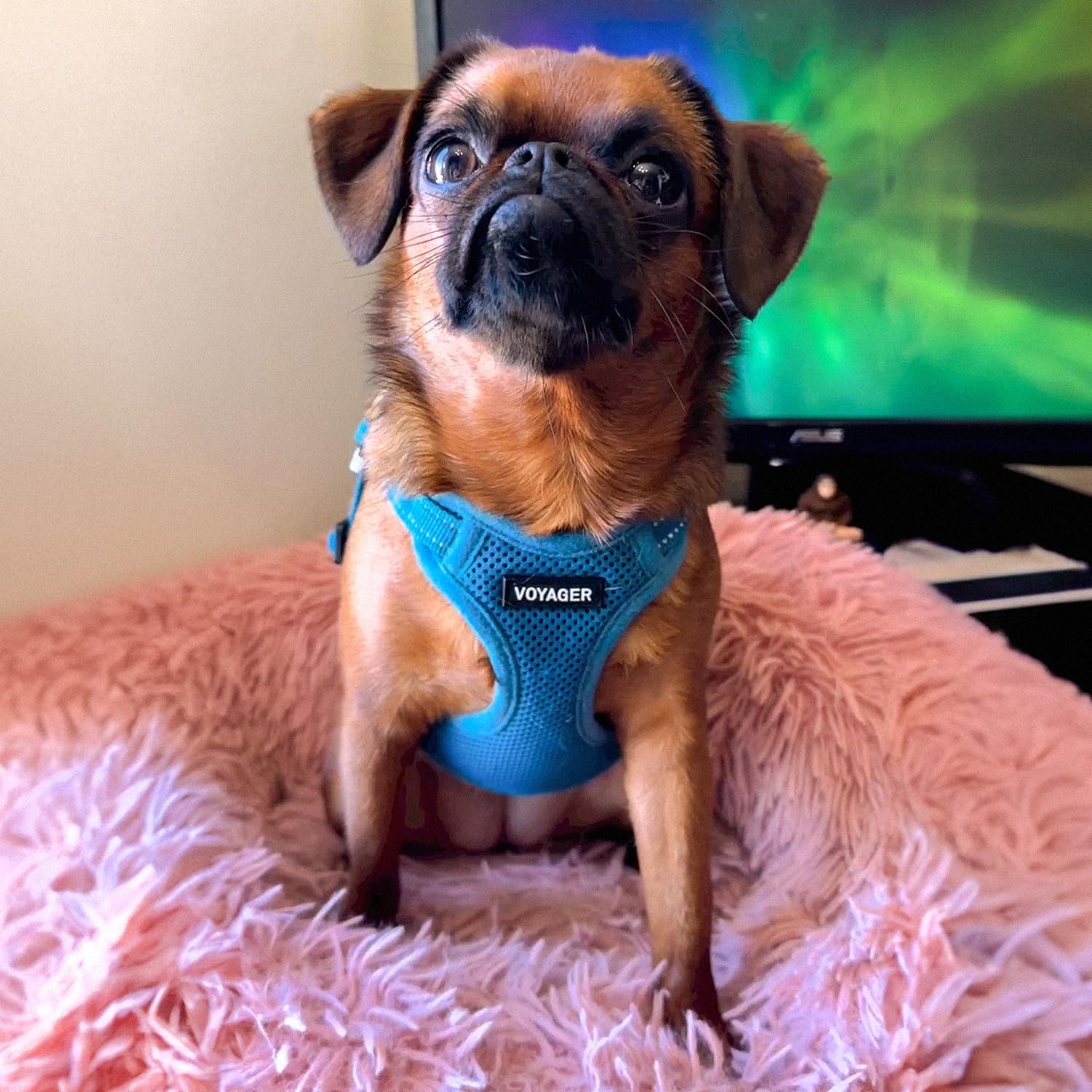 image:imageBest Pet Supplies Voyager Adjustable Stepin Flex Breathable Mesh Dog Harness for Small Medium Large Dogs Leash Set Army Base SHarness Leash Set Turquoise