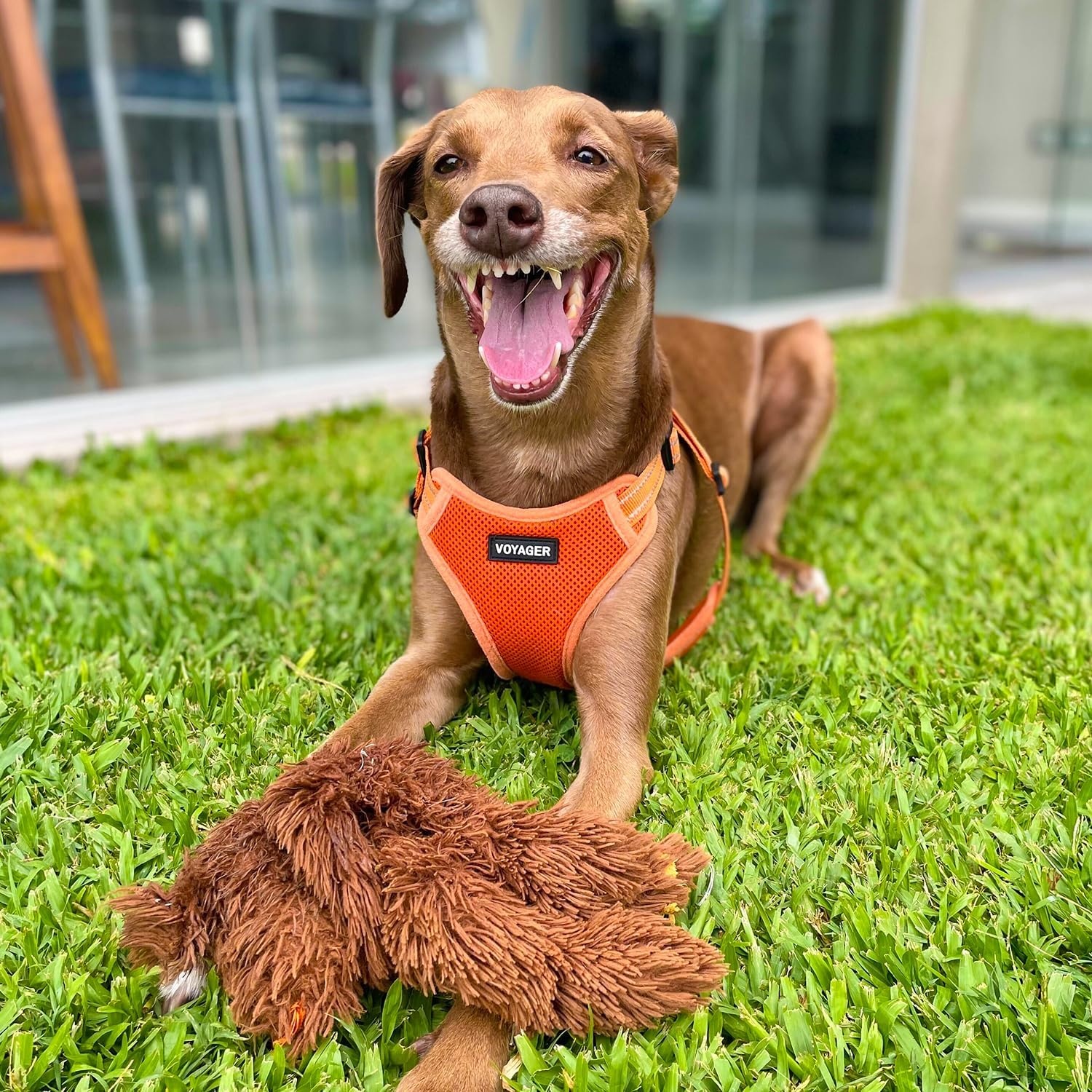 image:imageBest Pet Supplies Voyager Adjustable Stepin Flex Breathable Mesh Dog Harness for Small Medium Large Dogs Leash Set Army Base SHarness Orange