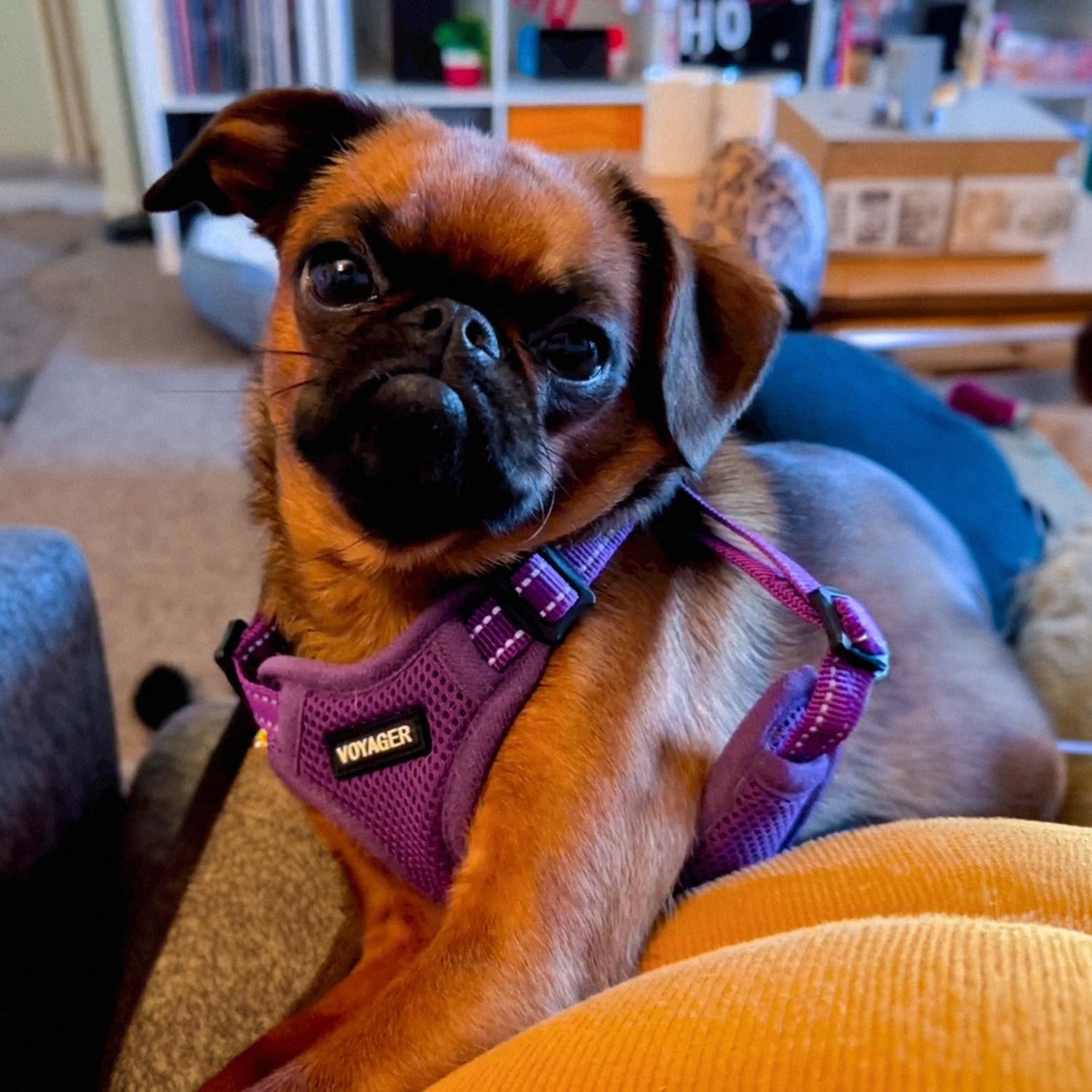image:imageBest Pet Supplies Voyager Adjustable Stepin Flex Breathable Mesh Dog Harness for Small Medium Large Dogs Leash Set Army Base SHarness Purple