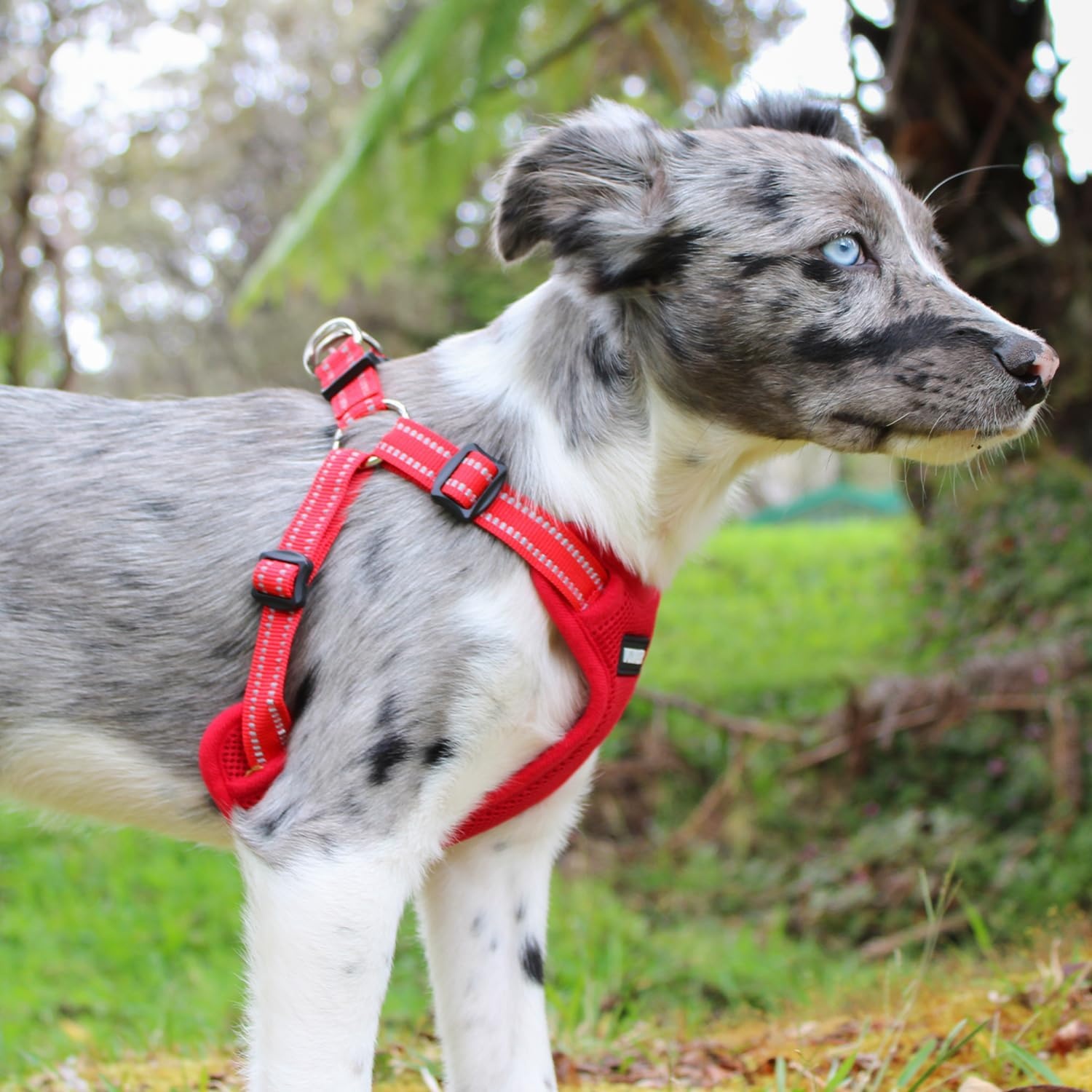 image:imageBest Pet Supplies Voyager Adjustable Stepin Flex Breathable Mesh Dog Harness for Small Medium Large Dogs Leash Set Army Base SHarness Red