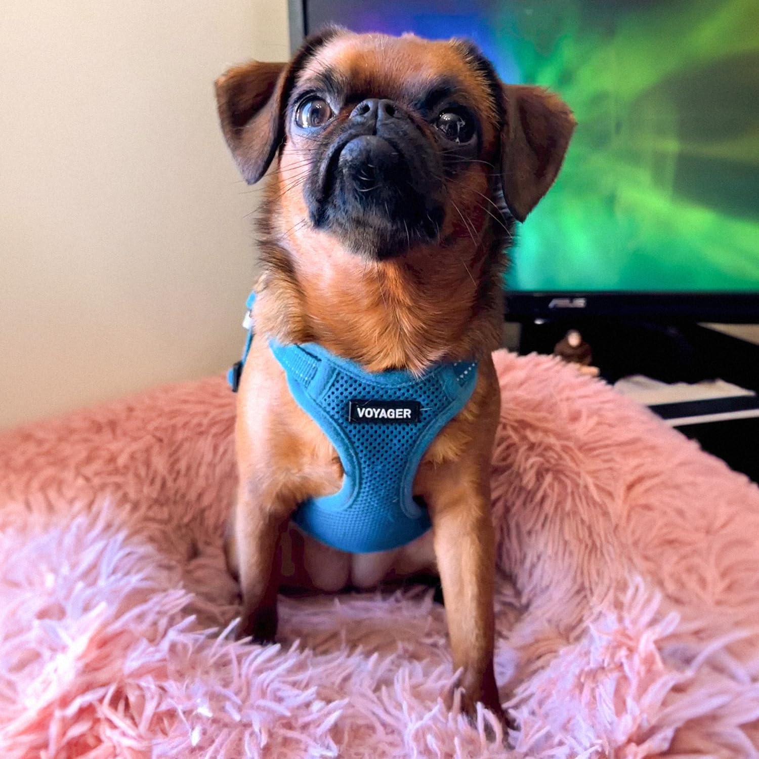 image:imageBest Pet Supplies Voyager Adjustable Stepin Flex Breathable Mesh Dog Harness for Small Medium Large Dogs Leash Set Army Base SHarness Turquoise