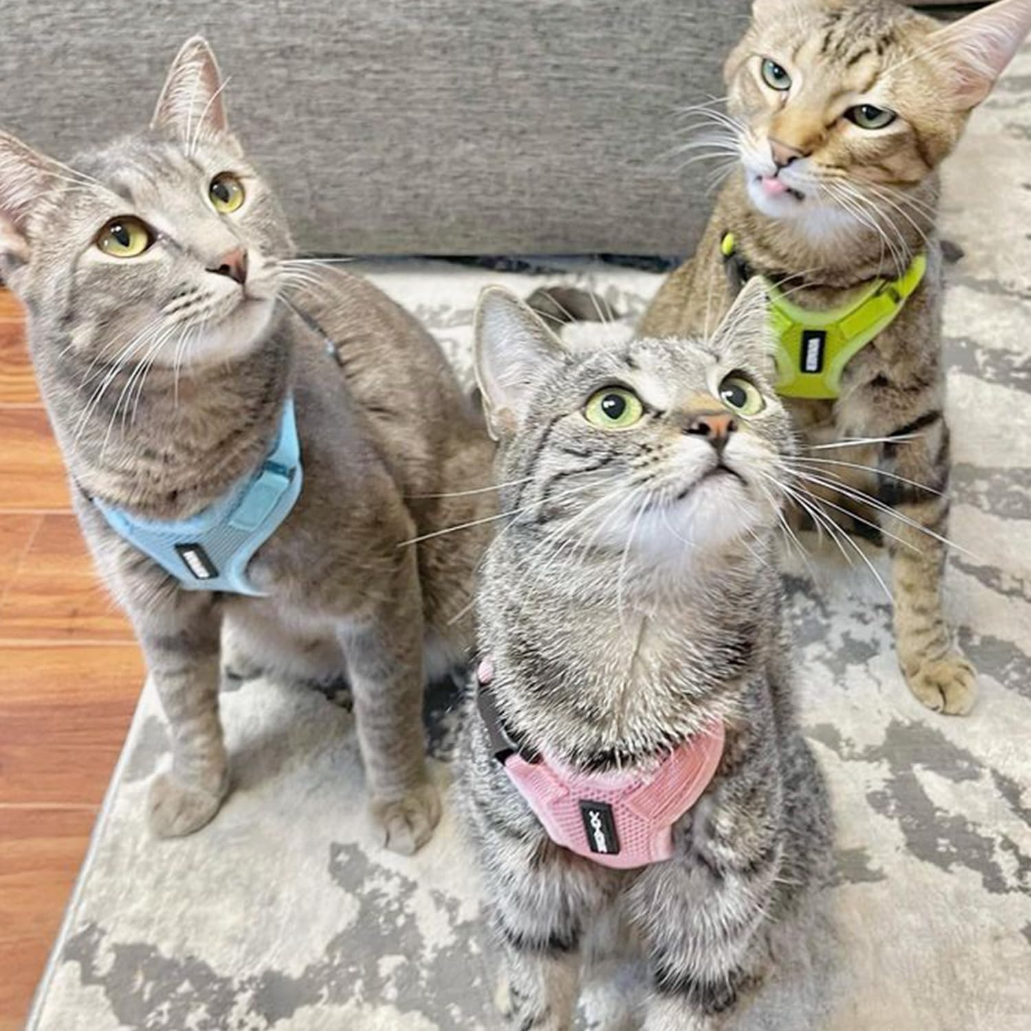 image:imageVoyager EscapeProof Stepin Lock Cat Harness amp 5ft NeopreneHandle Leash Set AllWeather Mesh with Reflective Stitching for Small to Large Cats by Best Pet Supplies Lavender 327 XXSHarness Leash Set Pink