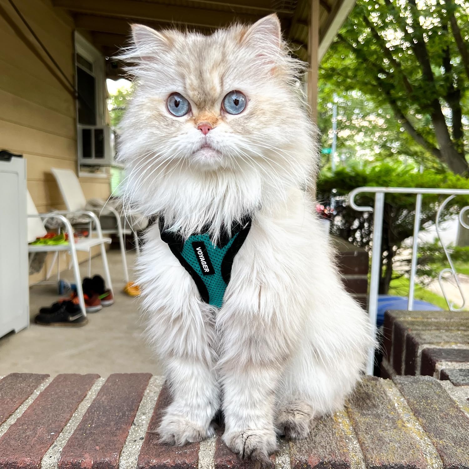 image:imageVoyager EscapeProof Stepin Lock Cat Harness amp 5ft NeopreneHandle Leash Set AllWeather Mesh with Reflective Stitching for Small to Large Cats by Best Pet Supplies Lavender 327 XXSHarness Leash Set TurquoiseBlack Trim