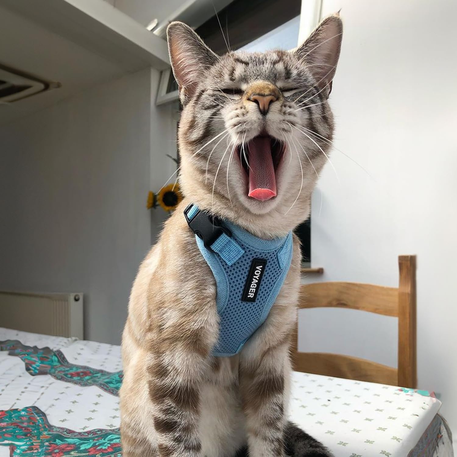 image:imageVoyager EscapeProof Stepin Lock Cat Harness amp 5ft NeopreneHandle Leash Set AllWeather Mesh with Reflective Stitching for Small to Large Cats by Best Pet Supplies Lavender 327 XXSHarness Leash Set Baby Blue