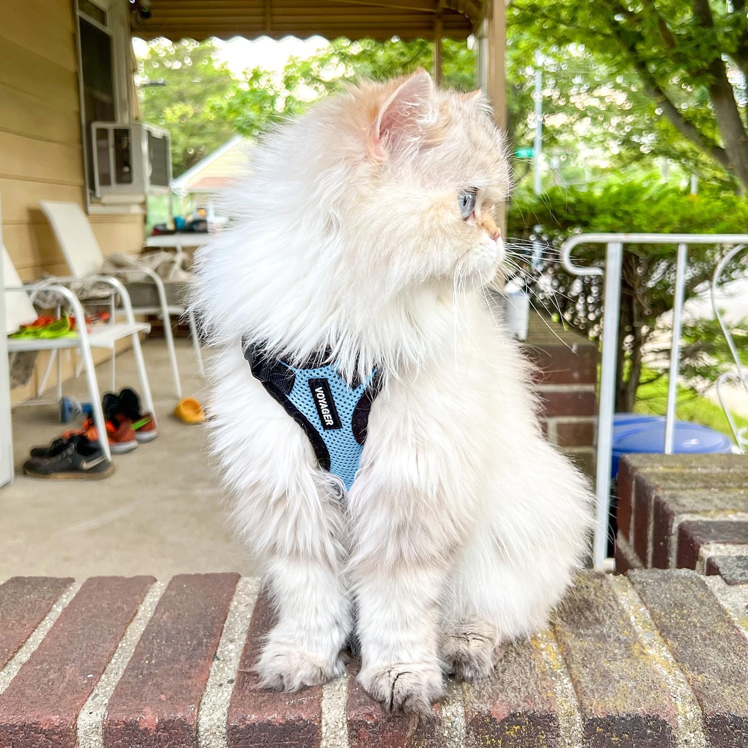 image:imageVoyager EscapeProof Stepin Lock Cat Harness amp 5ft NeopreneHandle Leash Set AllWeather Mesh with Reflective Stitching for Small to Large Cats by Best Pet Supplies Lavender 327 XXSHarness Leash Set Baby BlueBlack Trim