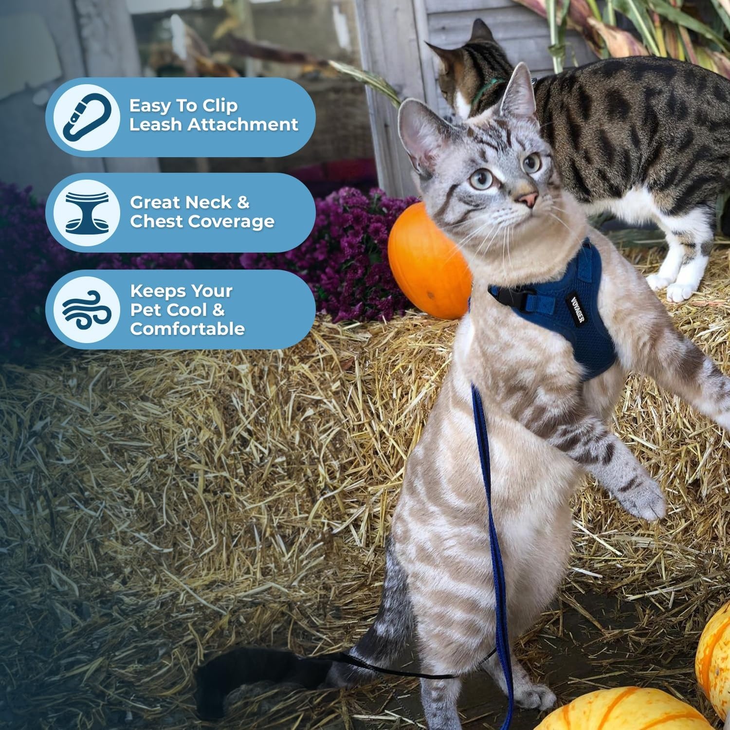 image:imageVoyager EscapeProof Stepin Lock Cat Harness amp 5ft NeopreneHandle Leash Set AllWeather Mesh with Reflective Stitching for Small to Large Cats by Best Pet Supplies Lavender 327 XXSHarness Leash Set Royal Blue