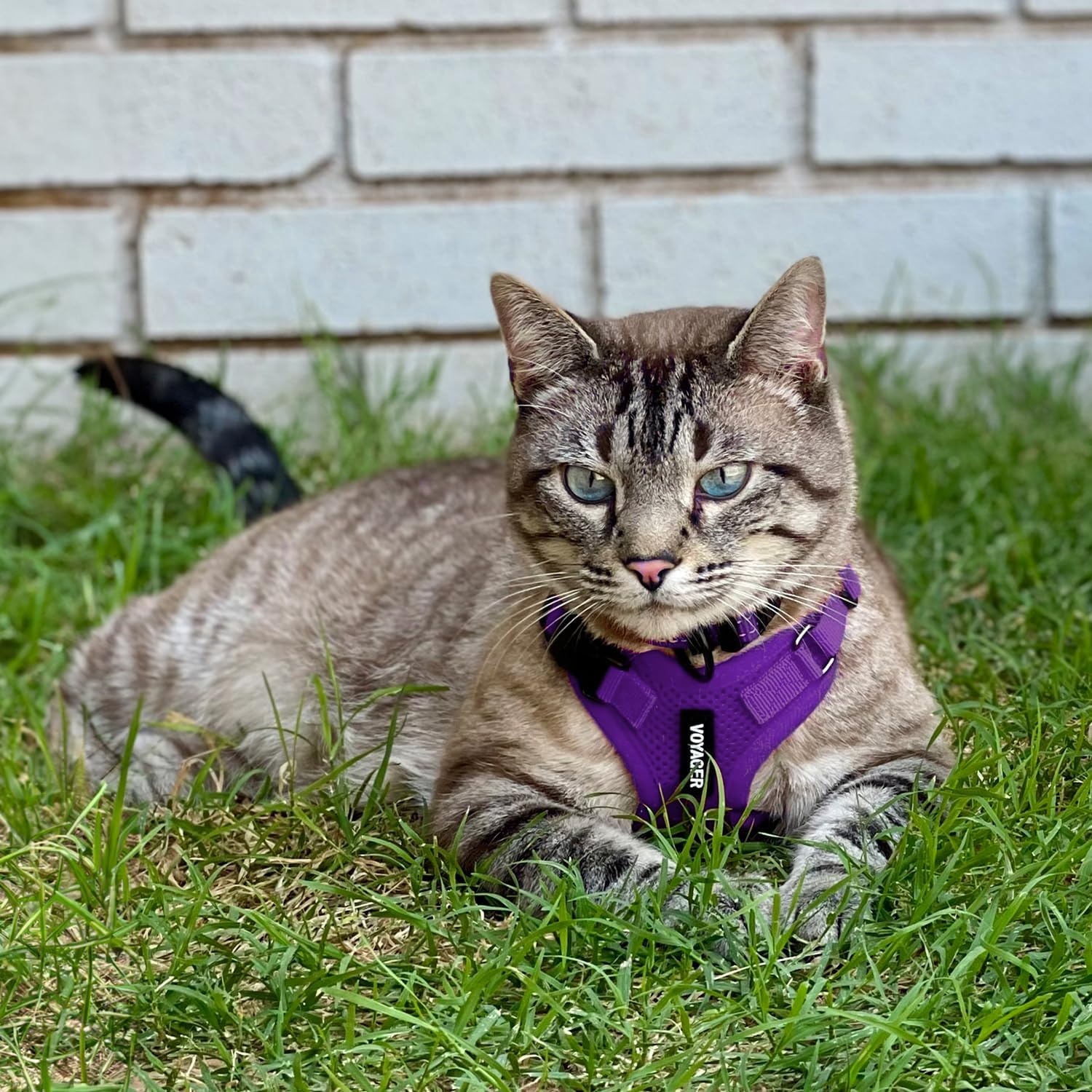 image:imageVoyager EscapeProof Stepin Lock Cat Harness amp 5ft NeopreneHandle Leash Set AllWeather Mesh with Reflective Stitching for Small to Large Cats by Best Pet Supplies Lavender 327 XXSHarness Leash Set Purple