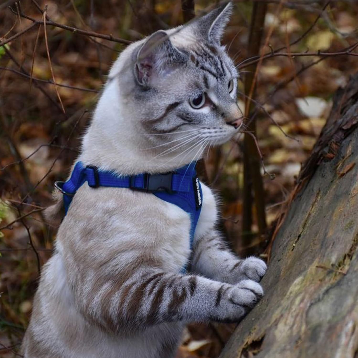 image:imageVoyager EscapeProof Stepin Lock Cat Harness amp 5ft NeopreneHandle Leash Set AllWeather Mesh with Reflective Stitching for Small to Large Cats by Best Pet Supplies Lavender 327 XXSHarness Leash Set Royal Blue