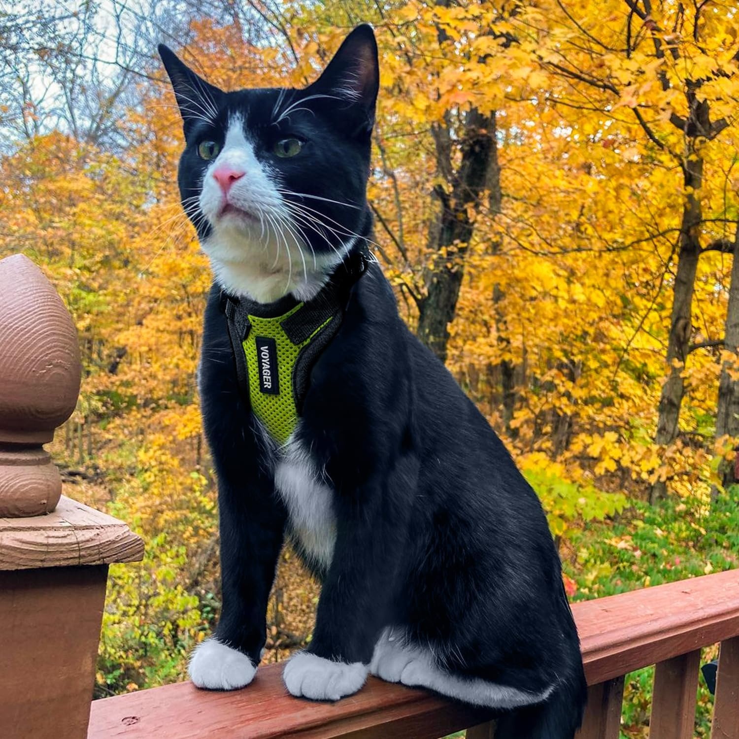 image:imageVoyager EscapeProof Stepin Lock Cat Harness amp 5ft NeopreneHandle Leash Set AllWeather Mesh with Reflective Stitching for Small to Large Cats by Best Pet Supplies Lavender 327 XXSHarness Leash Set Lime GreenBlack Trim