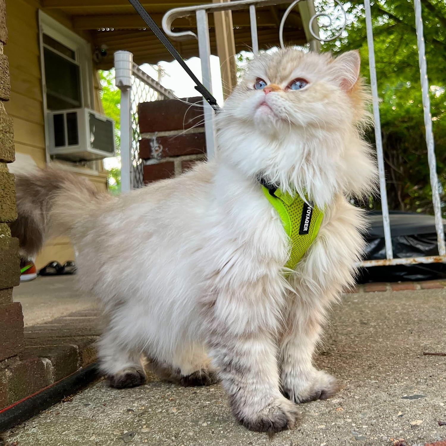 image:imageVoyager EscapeProof Stepin Lock Cat Harness amp 5ft NeopreneHandle Leash Set AllWeather Mesh with Reflective Stitching for Small to Large Cats by Best Pet Supplies Lavender 327 XXSHarness Leash Set Lime Green