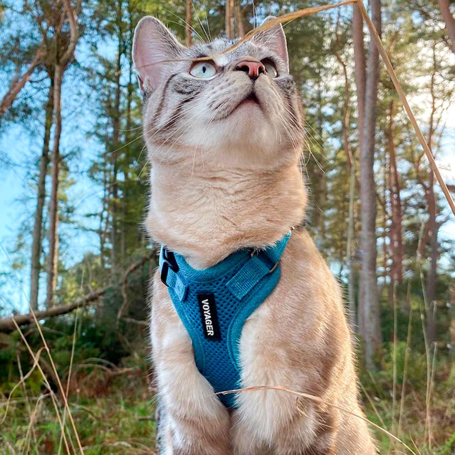image:imageVoyager EscapeProof Stepin Lock Cat Harness amp 5ft NeopreneHandle Leash Set AllWeather Mesh with Reflective Stitching for Small to Large Cats by Best Pet Supplies Lavender 327 XXSHarness Leash Set Turquoise