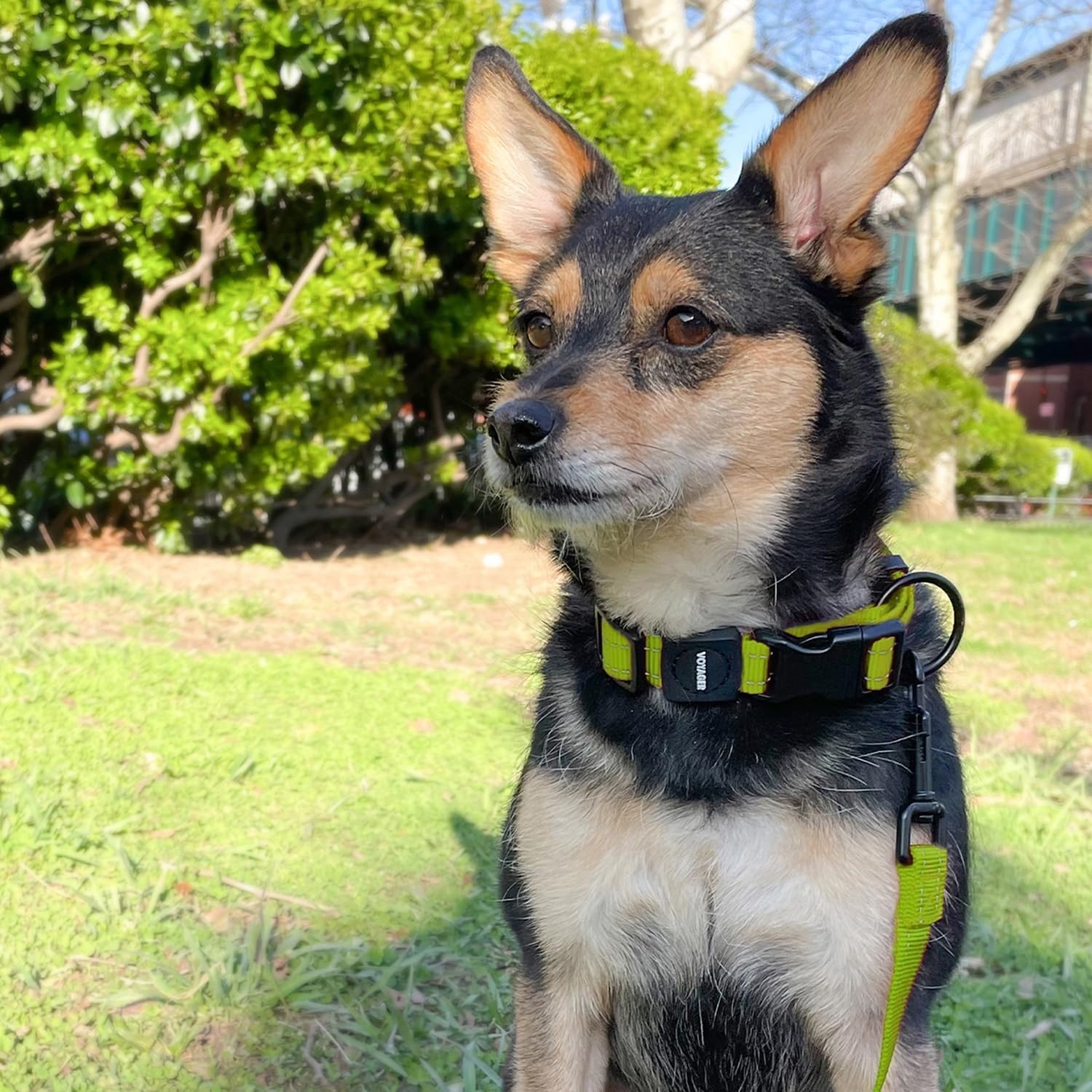 image:imageBest Pet Supplies Voyager Reflective Dog Leash or Collar with Neoprene Handle for Small Medium and Large Breed Puppies Cute and Heavy Duty for Walking Running and Training Royal Blue MCollar Lime Green