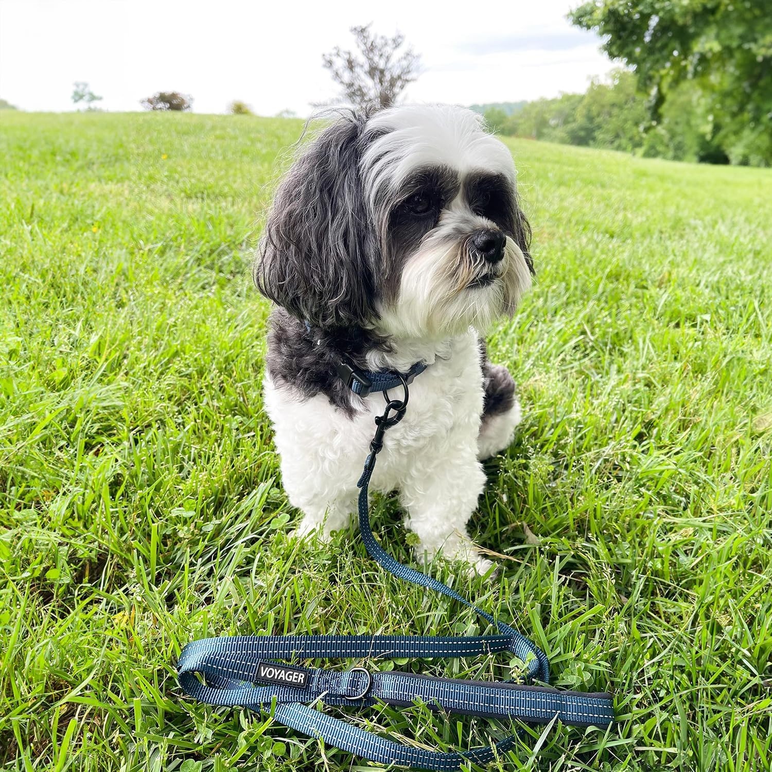 image:imageBest Pet Supplies Voyager Reflective Dog Leash or Collar with Neoprene Handle for Small Medium and Large Breed Puppies Cute and Heavy Duty for Walking Running and Training Royal Blue MCollar Blue
