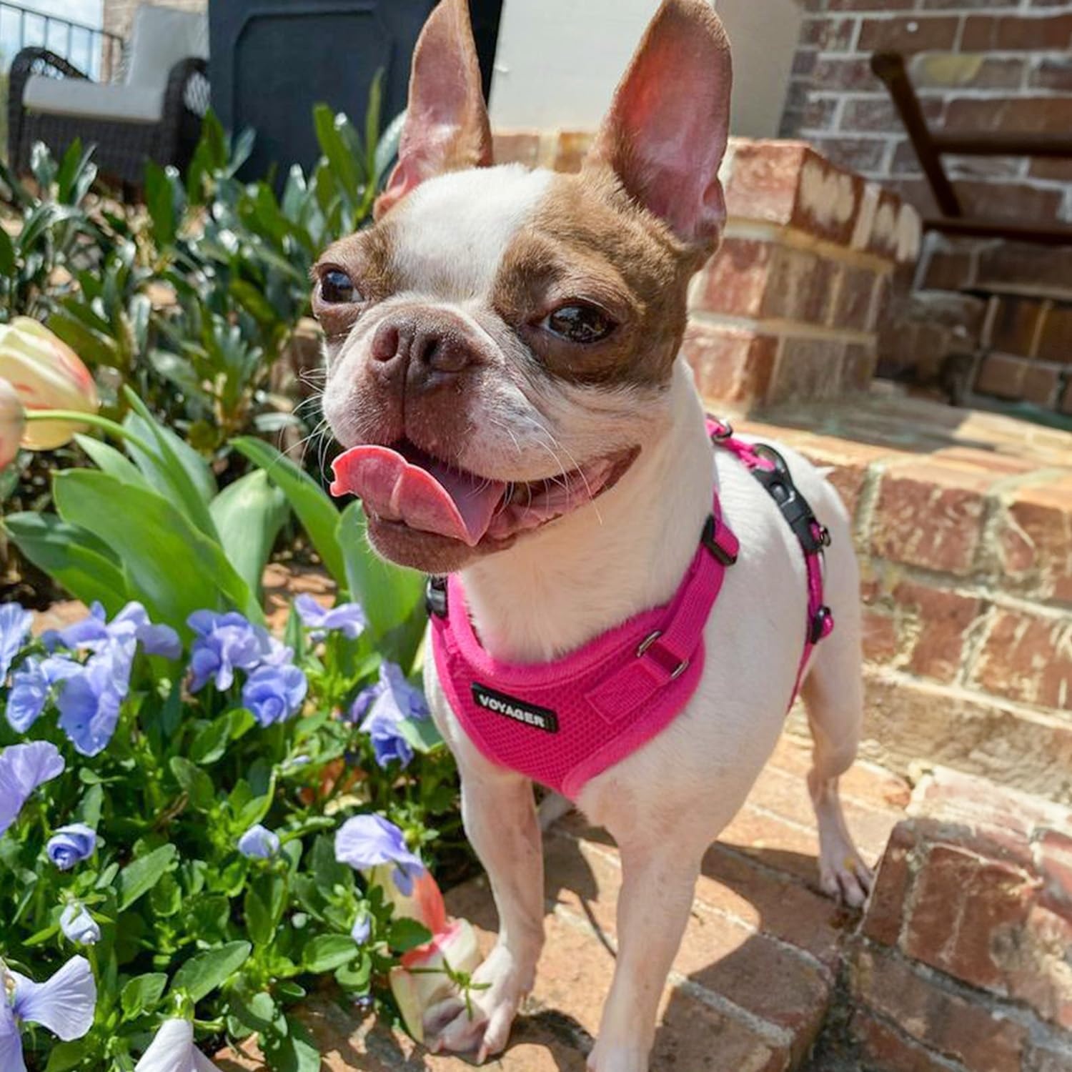 image:imageBest Pet Supplies Voyager Stepin Lock Pet Harness w Reflective Pet Leash Combo Set with Neoprene Handle 5ft Supports Small Medium and Large Breed PuppiesCats PurpleBlack Trim LHarness Leash Set Fuchsia