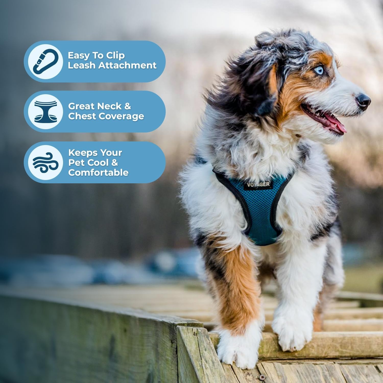 image:imageBest Pet Supplies Voyager Stepin Lock Pet Harness w Reflective Pet Leash Combo Set with Neoprene Handle 5ft Supports Small Medium and Large Breed PuppiesCats PurpleBlack Trim LHarness Leash Set TurquoiseBlack Trim