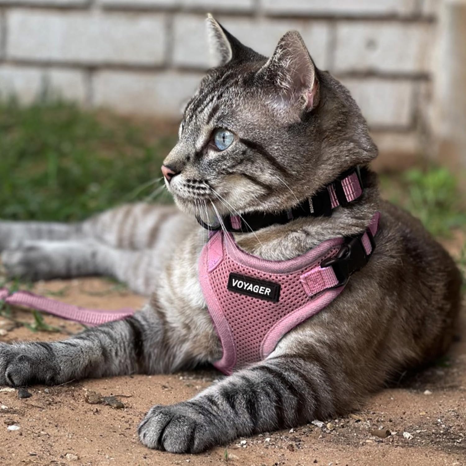 image:imageBest Pet Supplies Voyager Stepin Lock Pet Harness w Reflective Pet Leash Combo Set with Neoprene Handle 5ft Supports Small Medium and Large Breed PuppiesCats PurpleBlack Trim LHarness Leash Set Pink