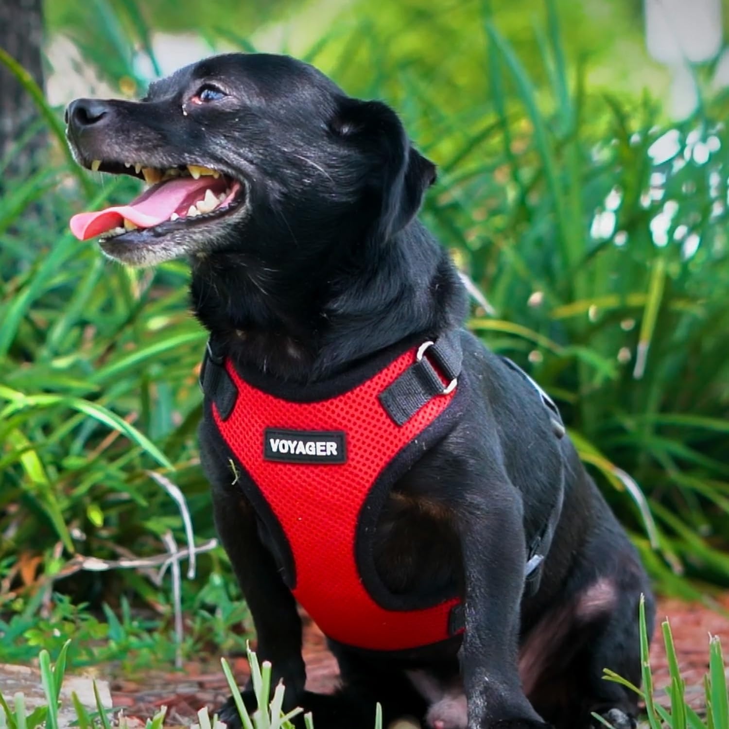 image:imageBest Pet Supplies Voyager Stepin Lock Pet Harness w Reflective Pet Leash Combo Set with Neoprene Handle 5ft Supports Small Medium and Large Breed PuppiesCats PurpleBlack Trim LHarness Leash Set RedBlack Trim