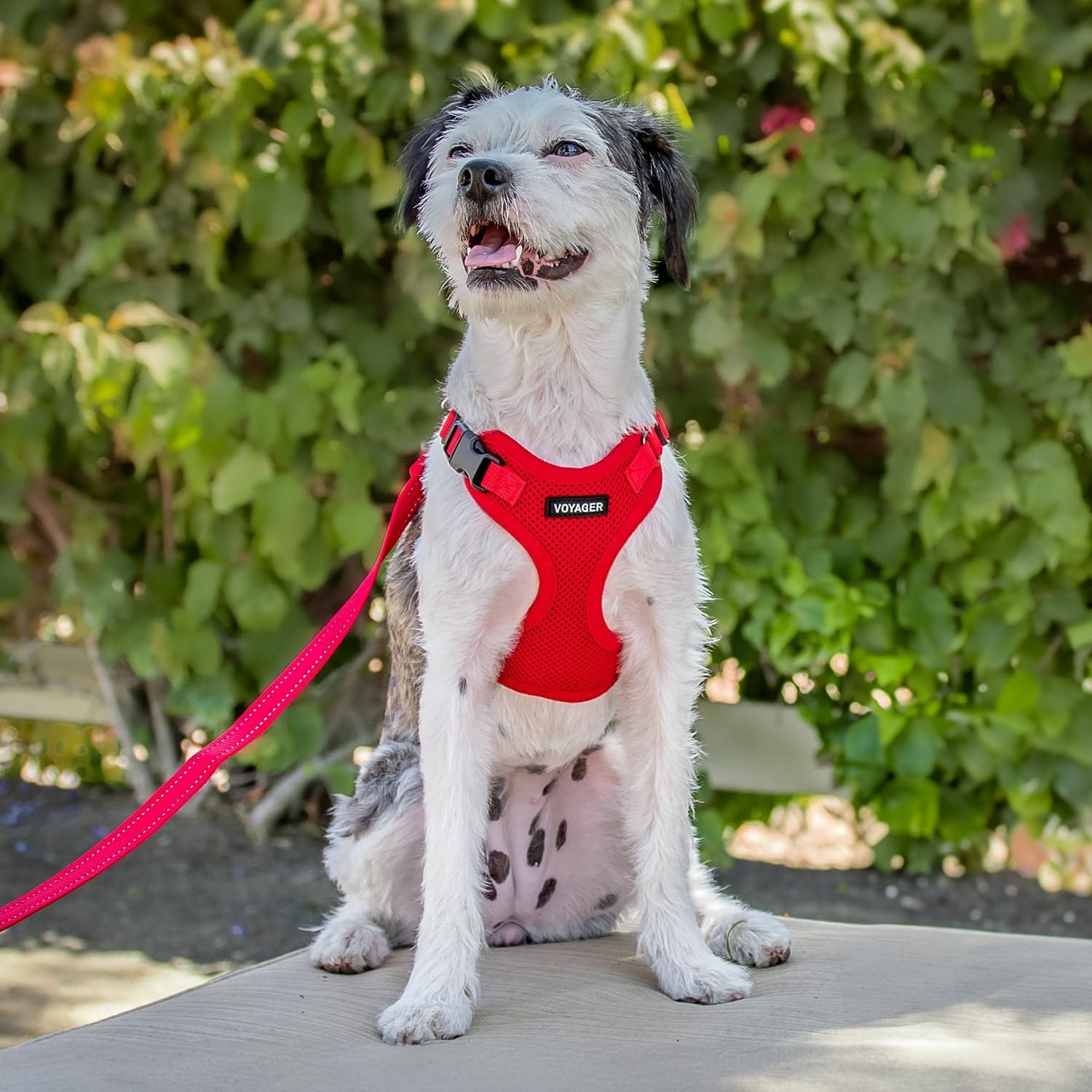 image:imageBest Pet Supplies Voyager Stepin Lock Pet Harness w Reflective Pet Leash Combo Set with Neoprene Handle 5ft Supports Small Medium and Large Breed PuppiesCats PurpleBlack Trim LHarness Leash Set Red