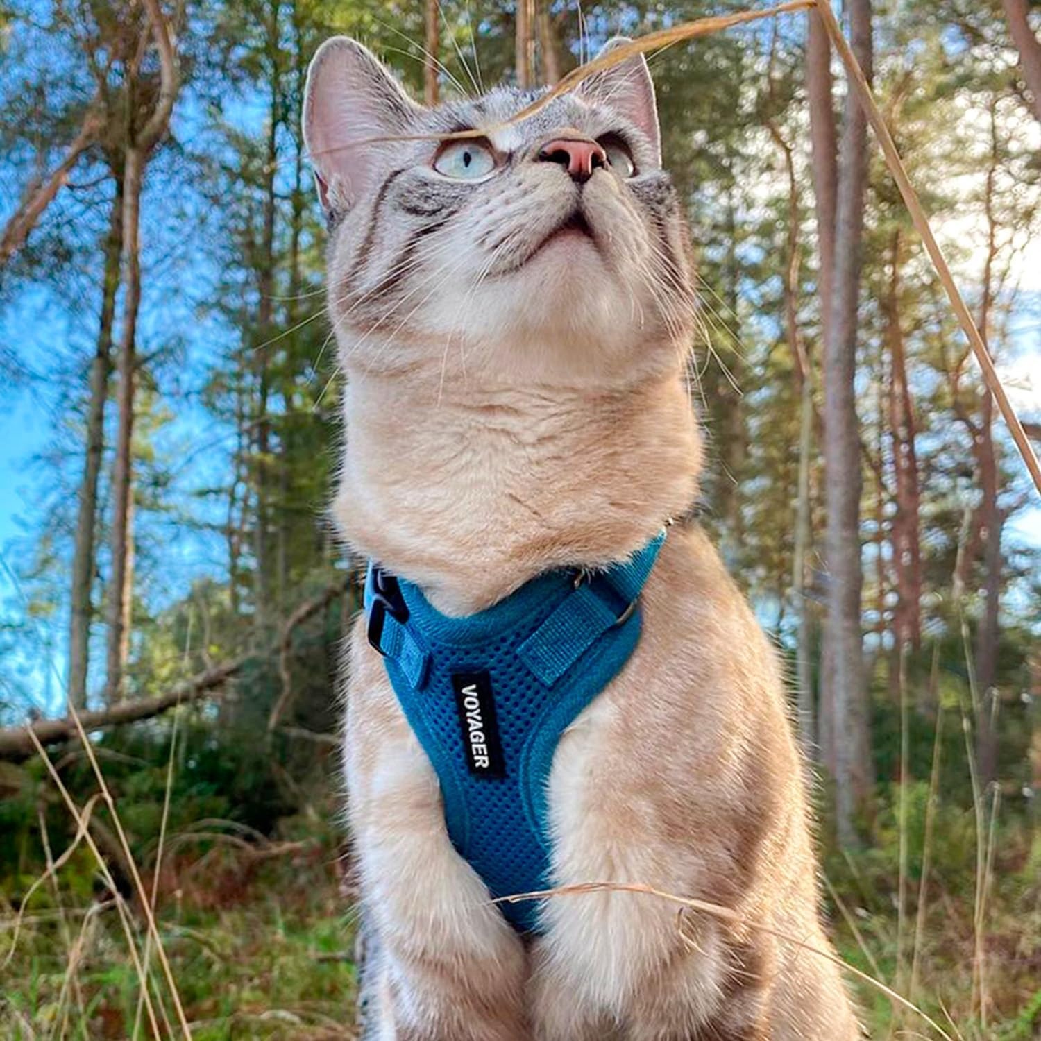 image:imageBest Pet Supplies Voyager Stepin Lock Pet Harness w Reflective Pet Leash Combo Set with Neoprene Handle 5ft Supports Small Medium and Large Breed PuppiesCats PurpleBlack Trim LHarness Leash Set Turquoise
