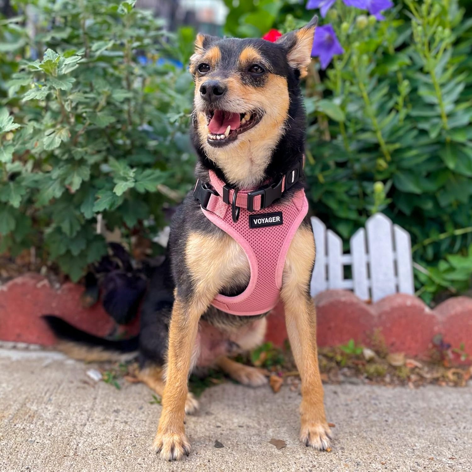 image:imageBest Pet Supplies Voyager Stepin Lock Pet Harness w Reflective Pet Leash Combo Set with Neoprene Handle 5ft Supports Small Medium and Large Breed PuppiesCats PurpleBlack Trim LHarness Leash Set Pink