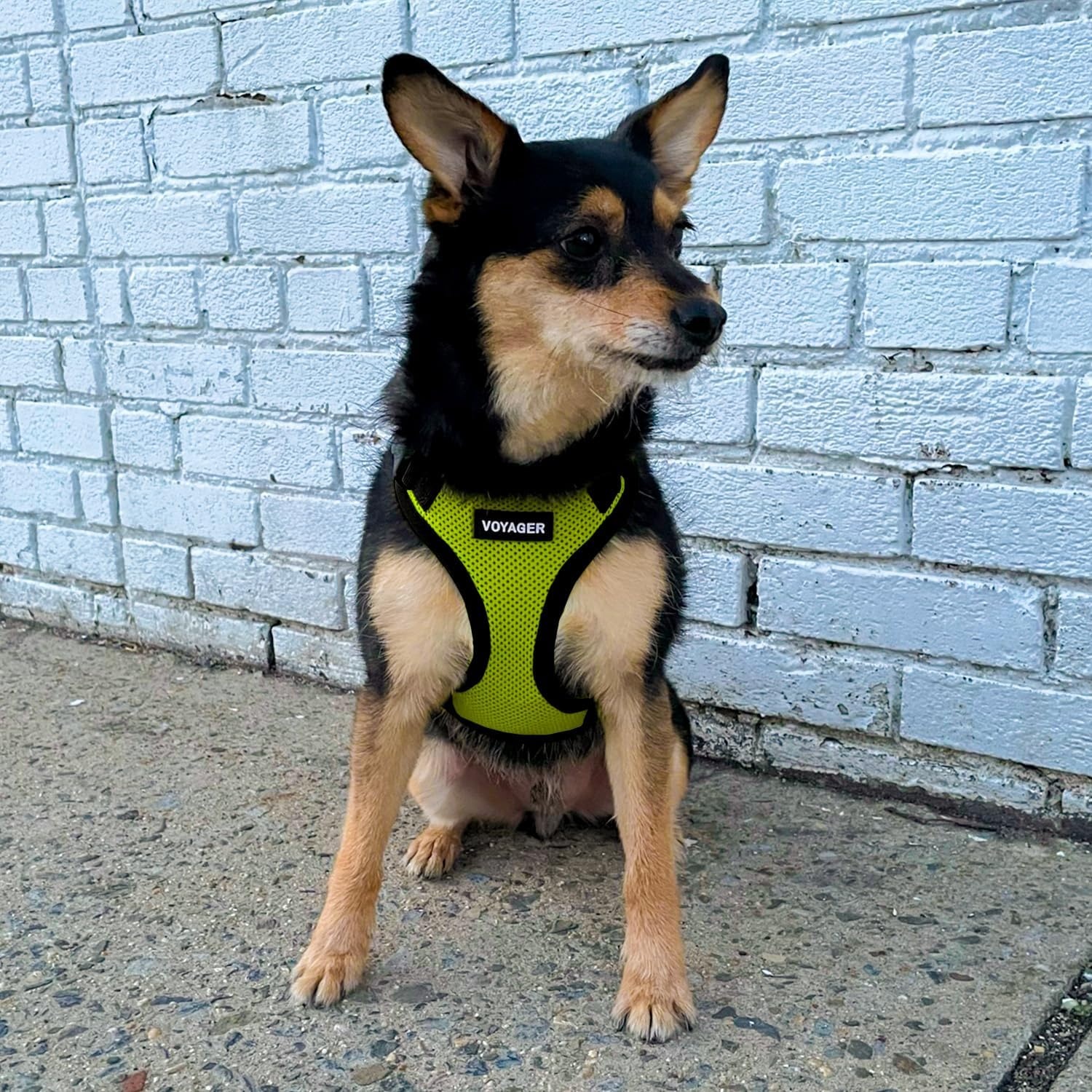 image:imageBest Pet Supplies Voyager Stepin Lock Pet Harness w Reflective Pet Leash Combo Set with Neoprene Handle 5ft Supports Small Medium and Large Breed PuppiesCats PurpleBlack Trim LHarness Leash Set Lime GreenBlack Trim