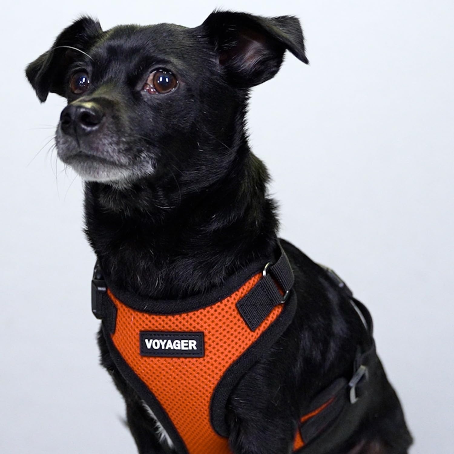image:imageBest Pet Supplies Voyager Stepin Lock Pet Harness w Reflective Pet Leash Combo Set with Neoprene Handle 5ft Supports Small Medium and Large Breed PuppiesCats PurpleBlack Trim LHarness Leash Set OrangeBlack Trim